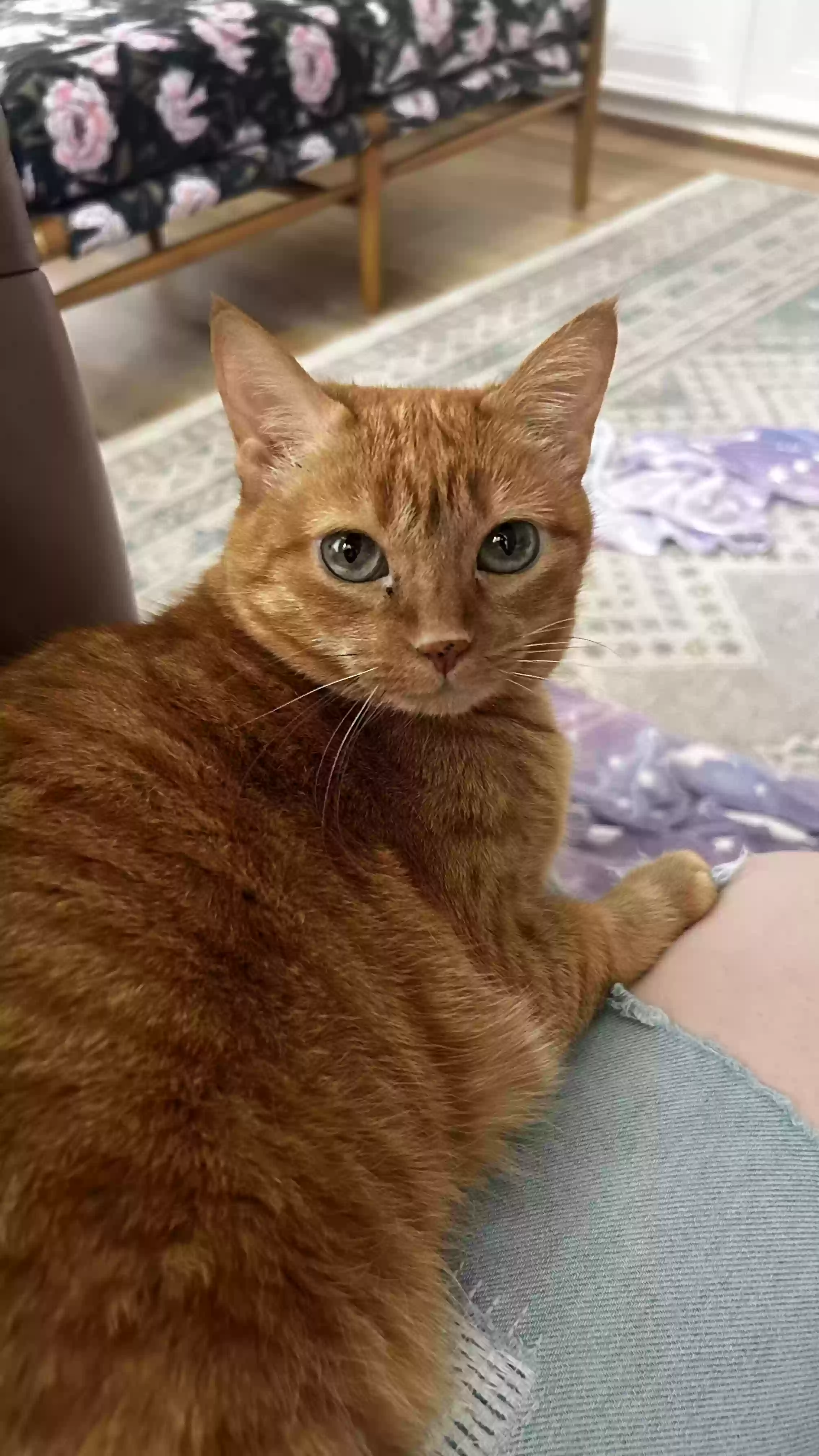 Lost cat in Seattle, WA, 98117