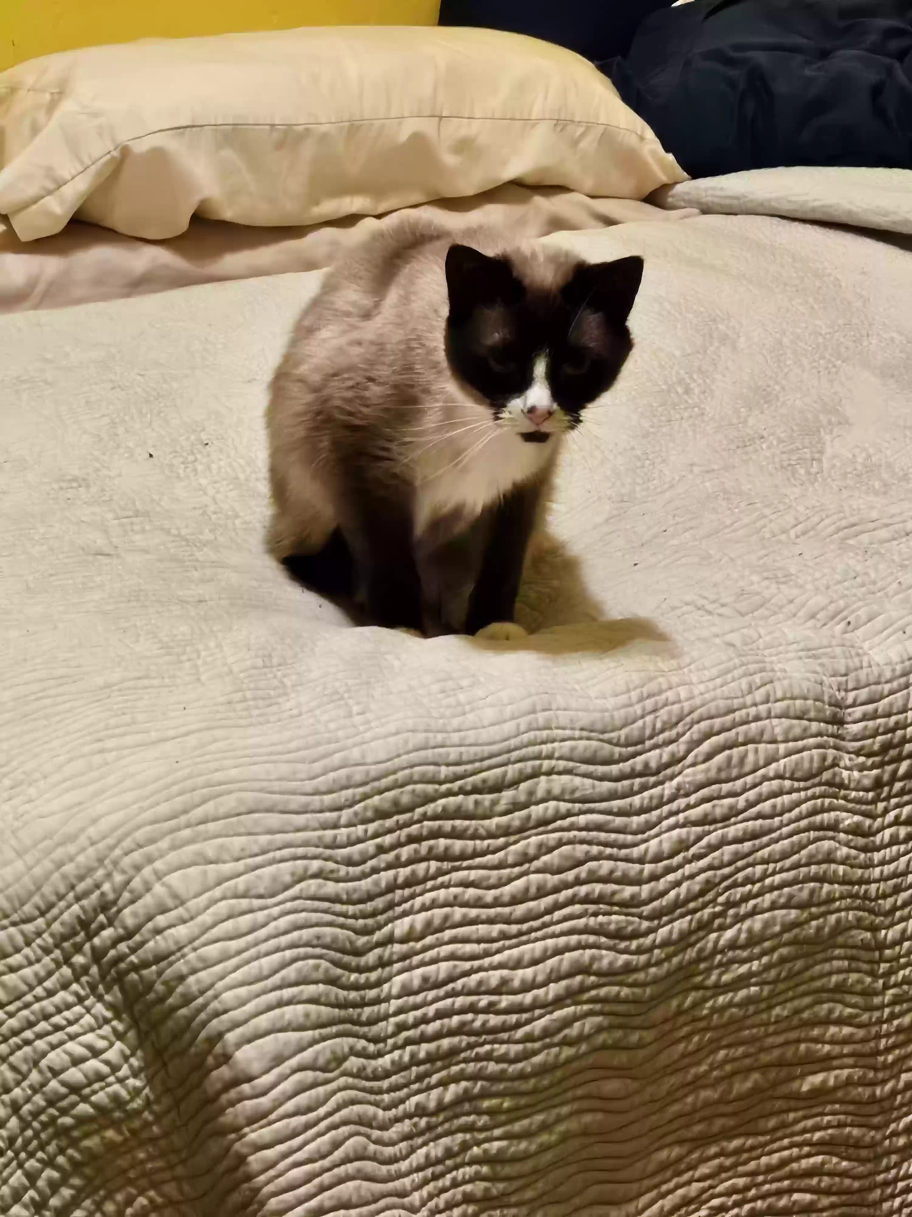 Lost cat in Altamonte Springs, FL, 32714