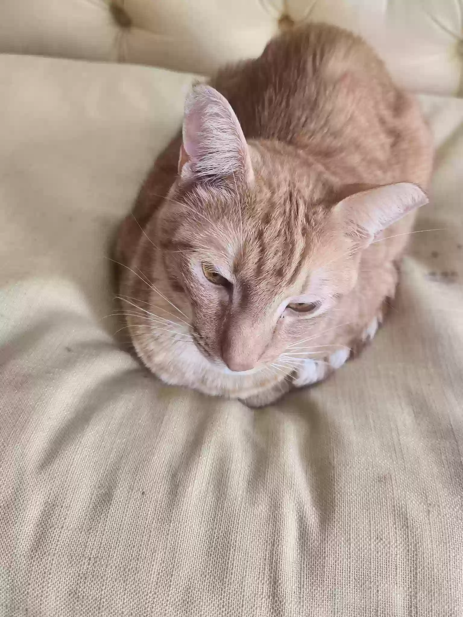Lost cat in Dallas, TX, 75240