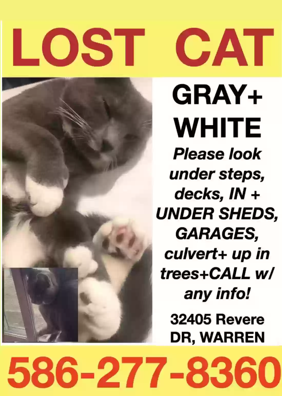 Lost cat in Warren, MI, 48092