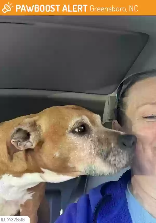 Found dog in Greensboro, NC, 27410