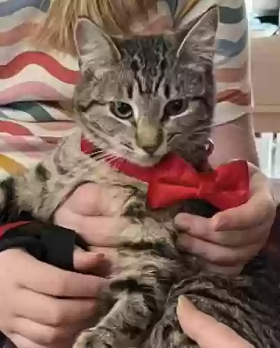 Lost cat in Austin, TX, 78756