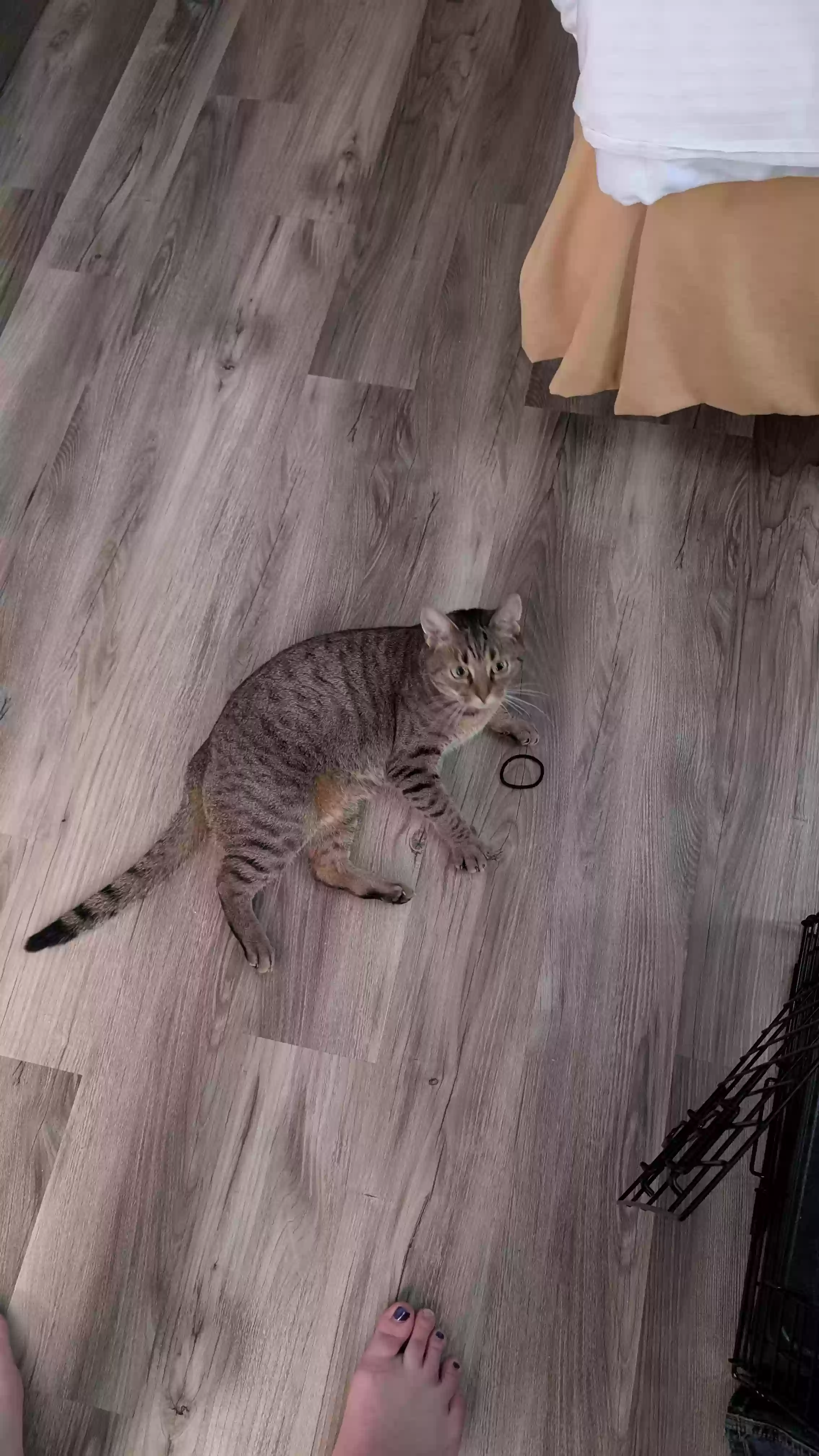 Lost cat in Saint Marys, GA, 31558