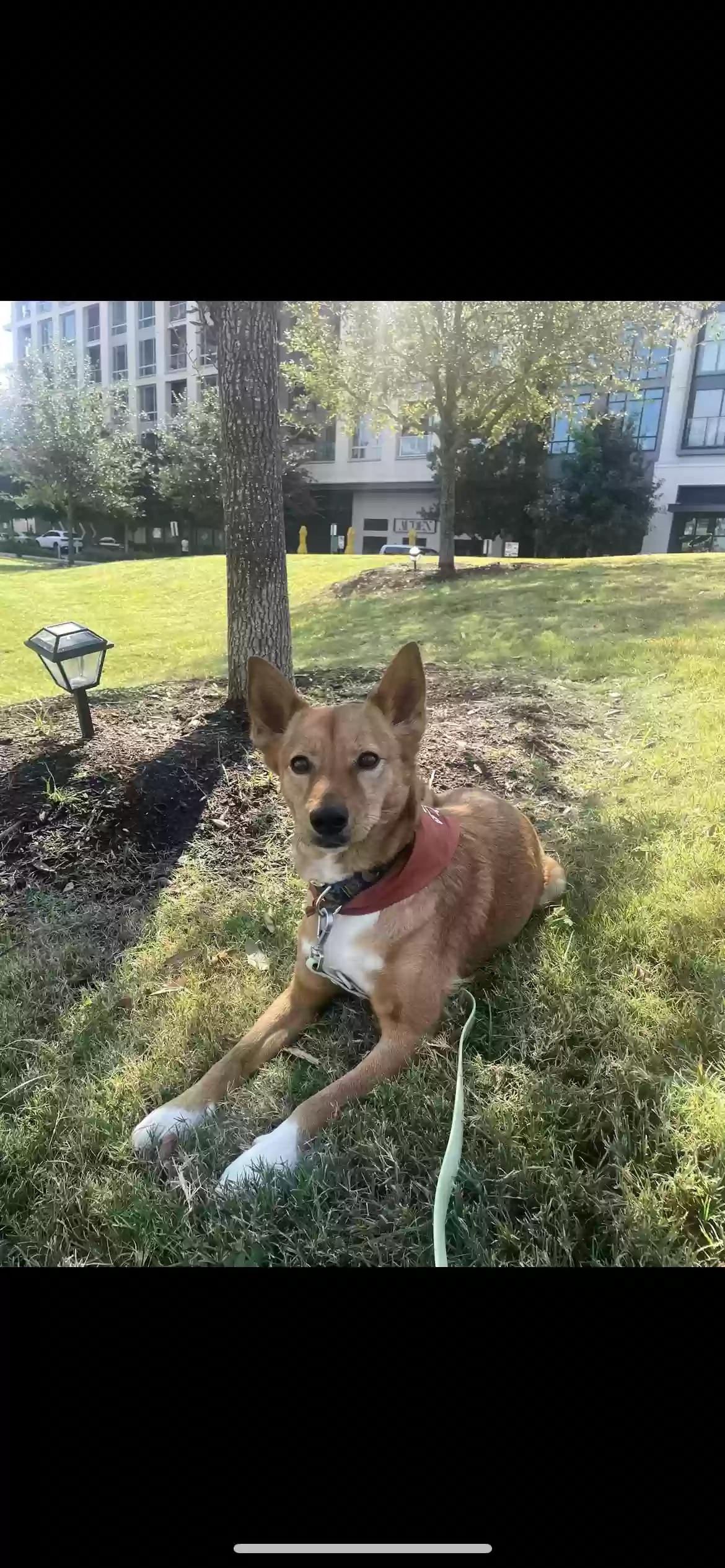 Lost dog in Houston, TX, 77019