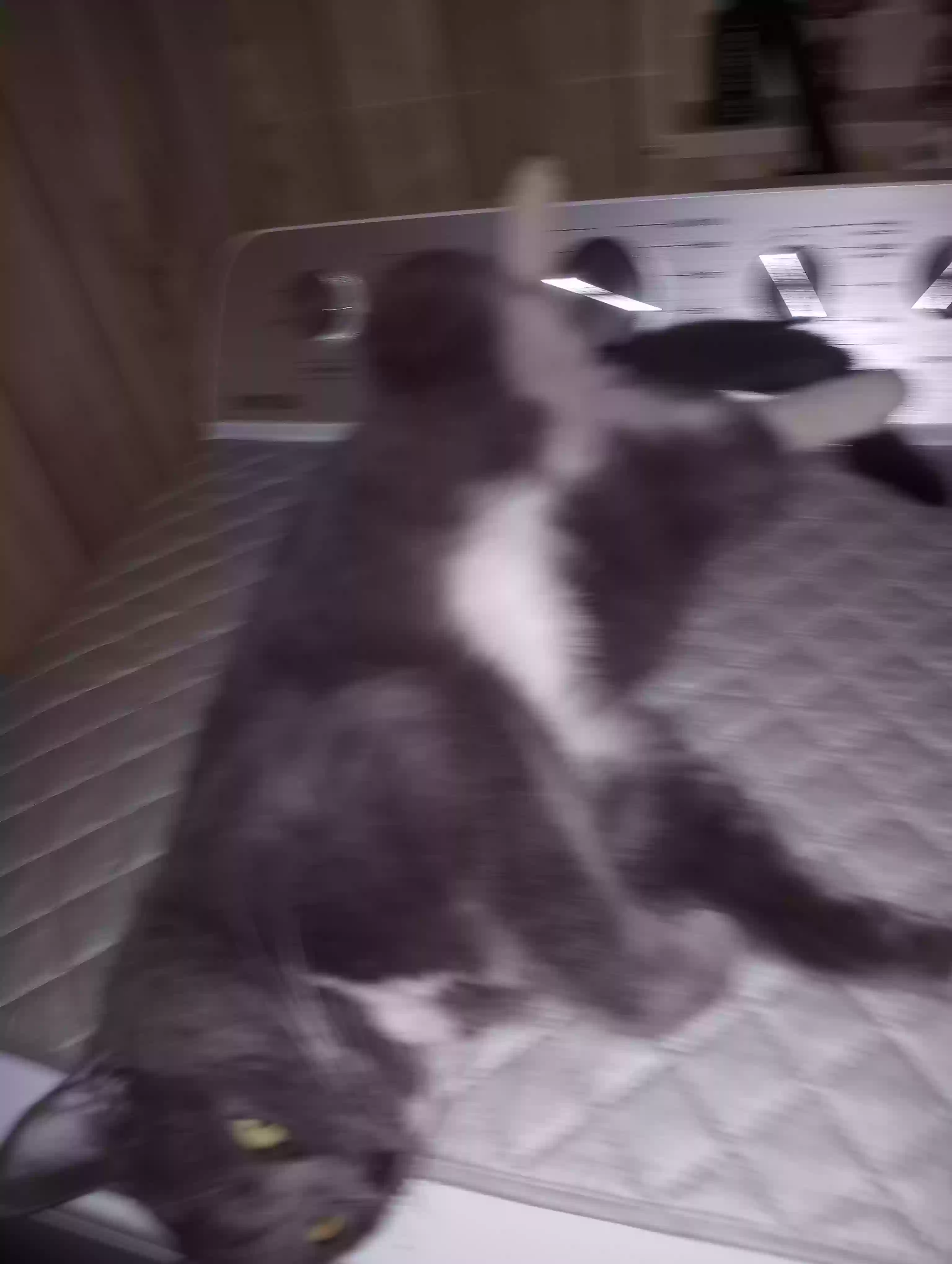 Lost cat in Mesa, AZ, 85209