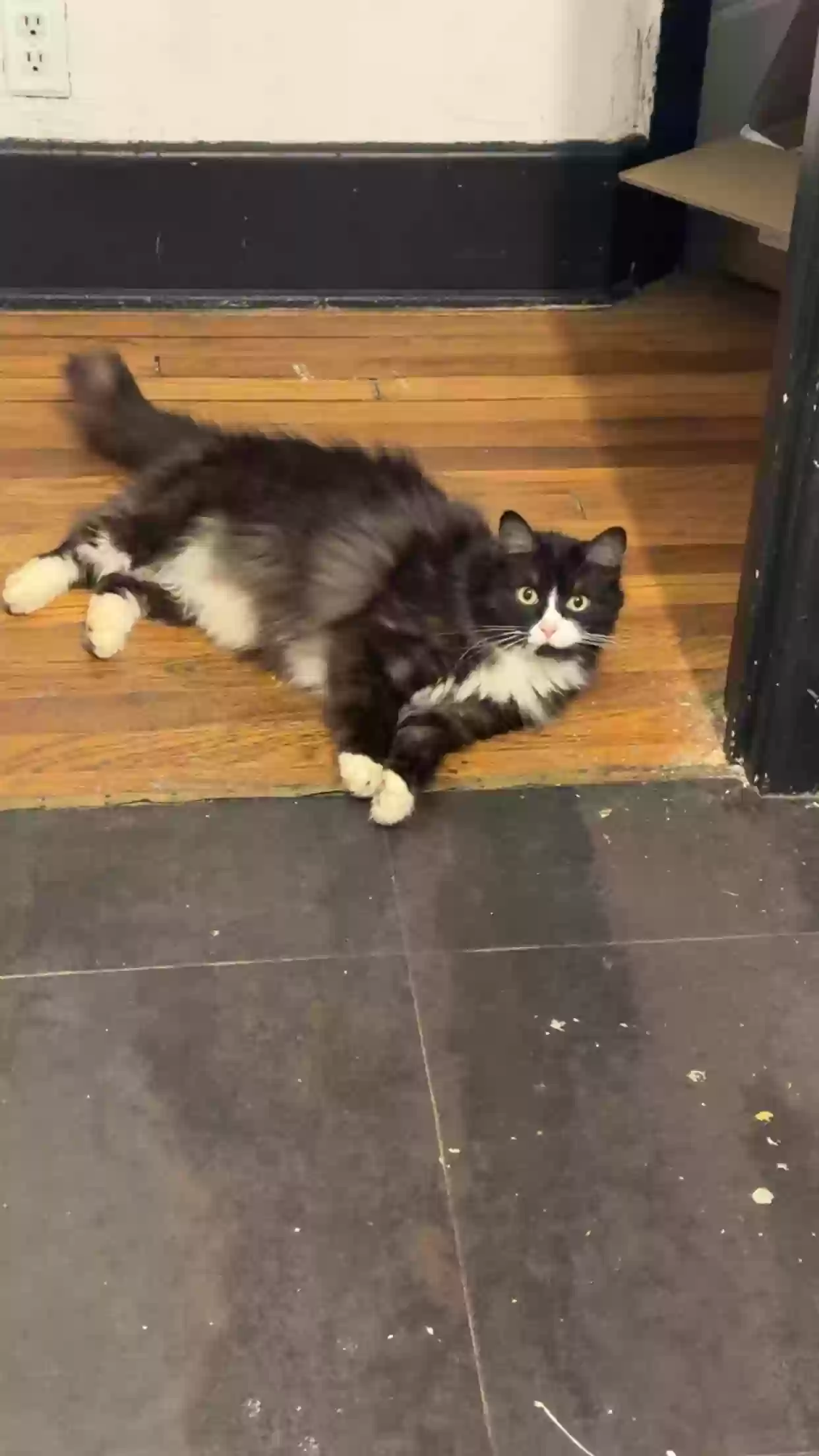 Lost cat in Detroit, MI, 48206