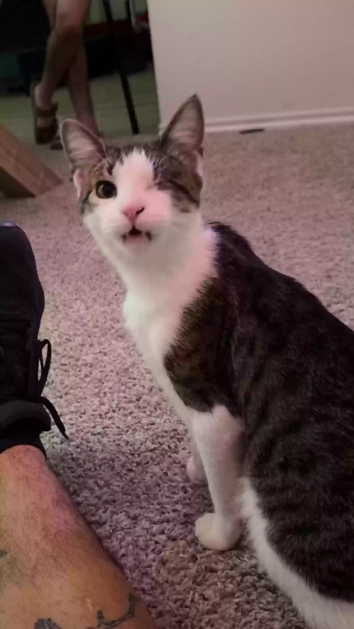 Lost cat in Austin, TX, 78754