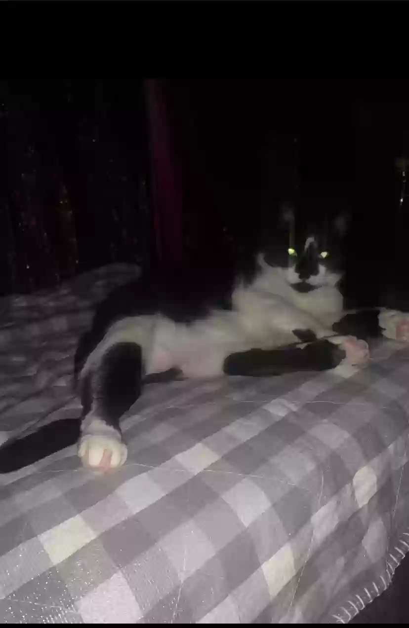 Lost cat in Hamburg, NY, 14075