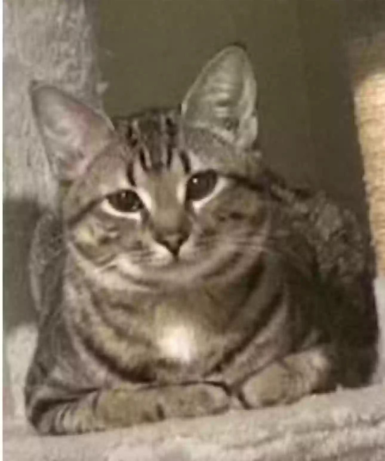 Lost cat in West Columbia, SC, 29169