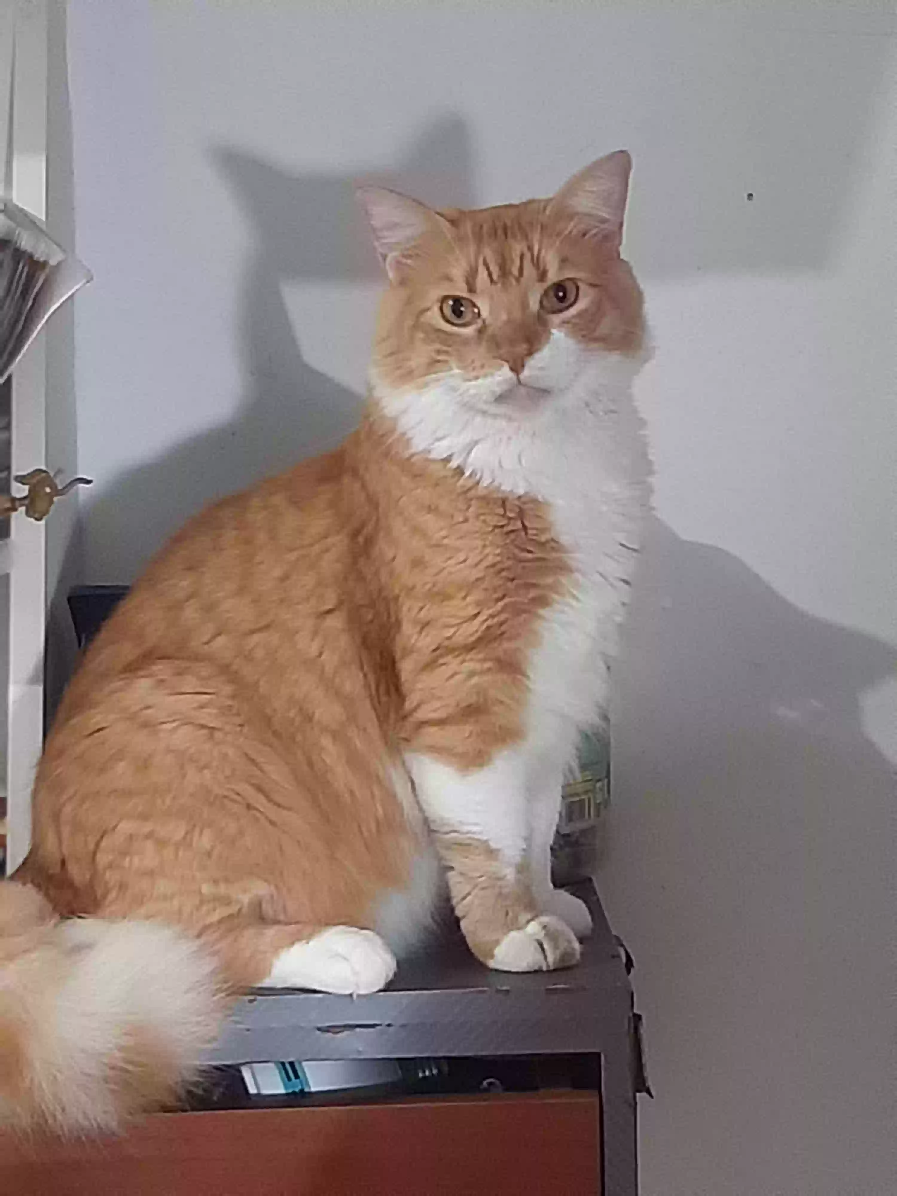 Lost cat in Houston, TX, 77040