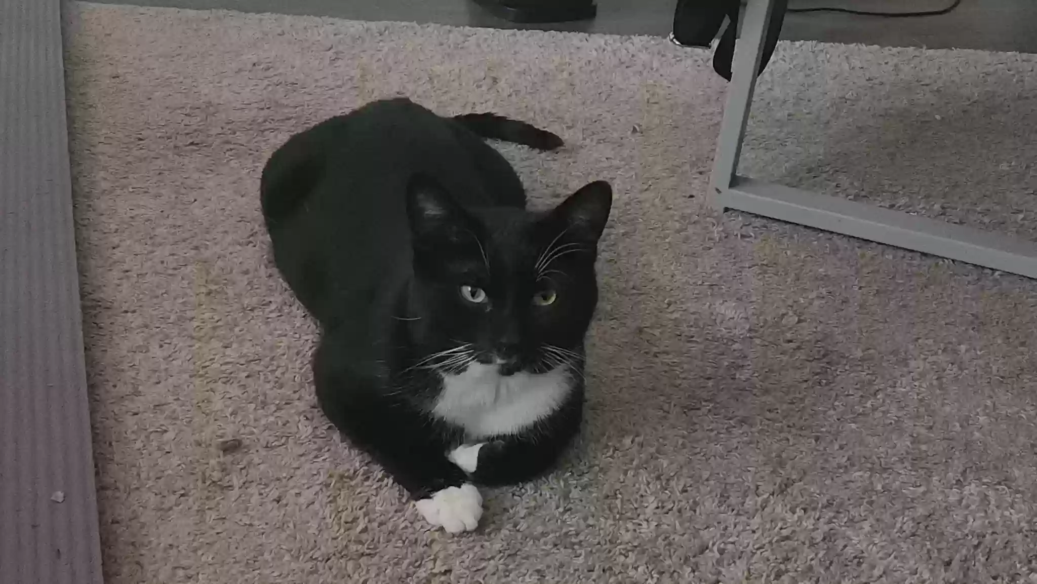 Lost cat in Toledo, OH, 43607