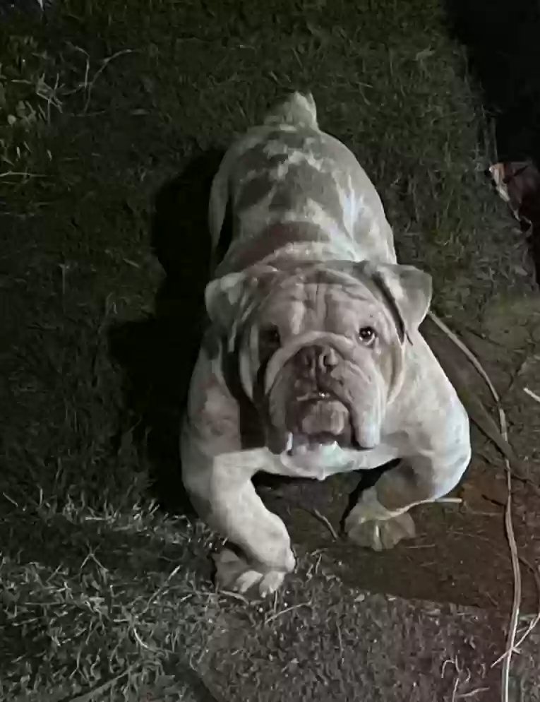 Lost dog in San Bernardino, CA, 92408