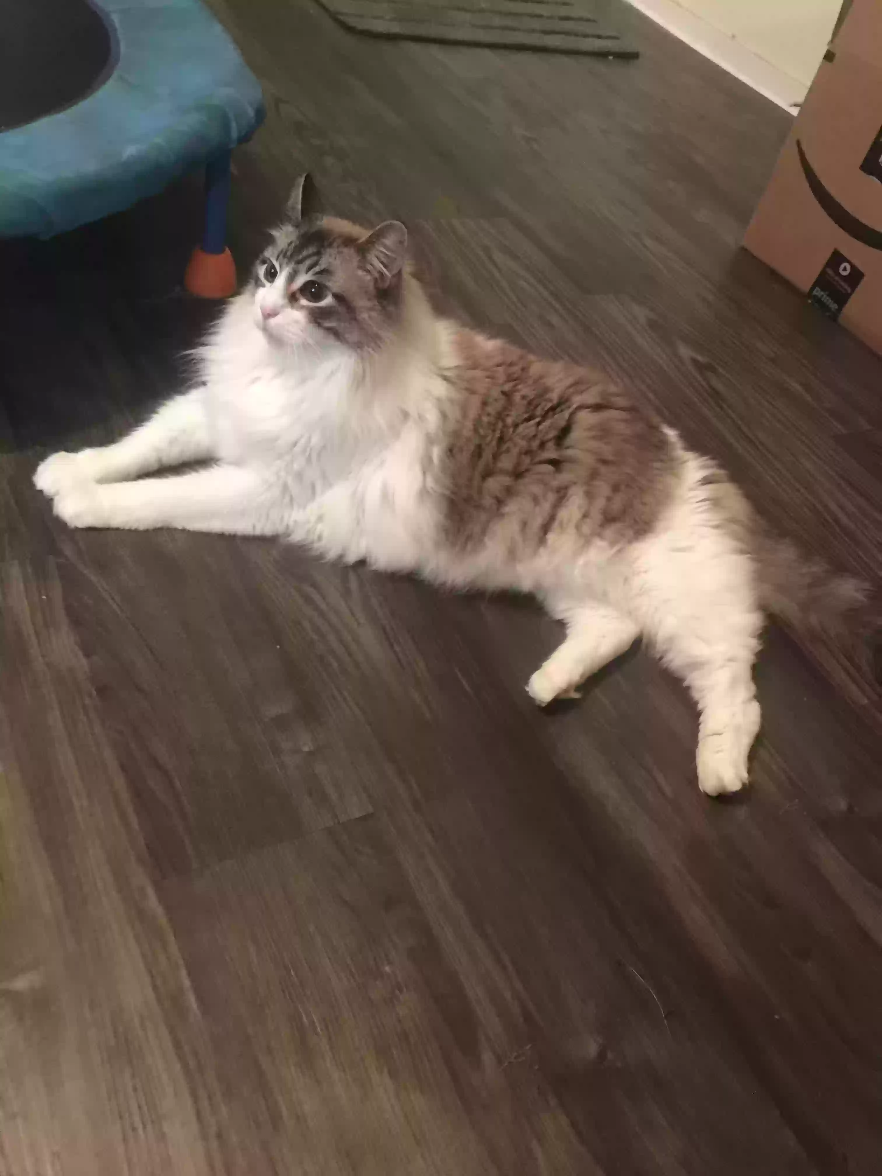 Lost cat in Austin, TX, 78741