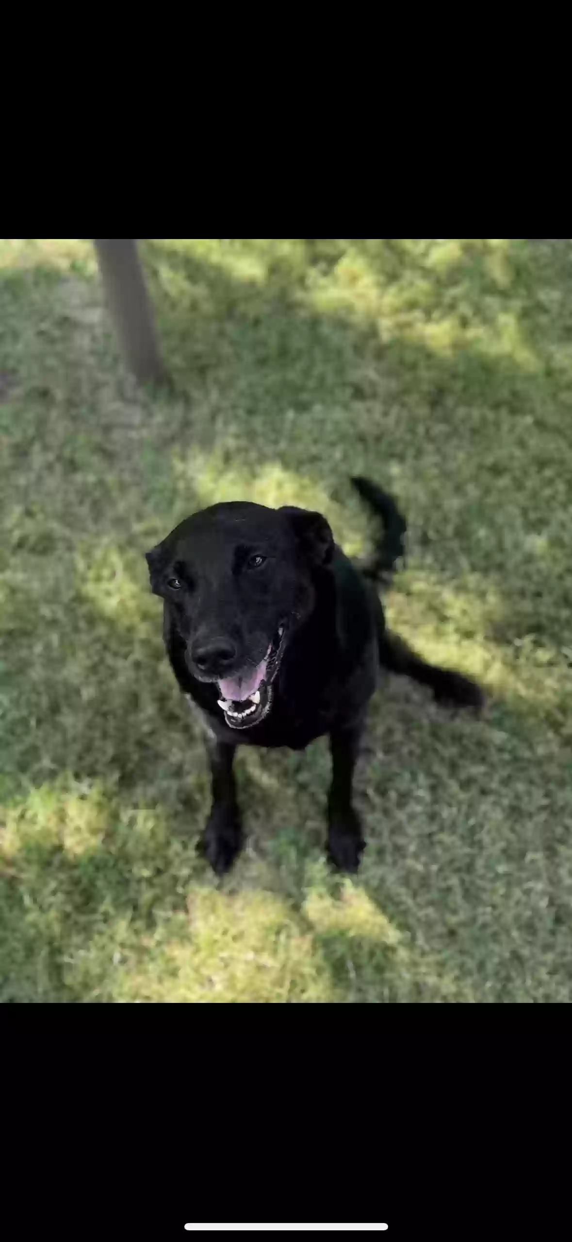 Lost dog in Edmond, OK, 73034
