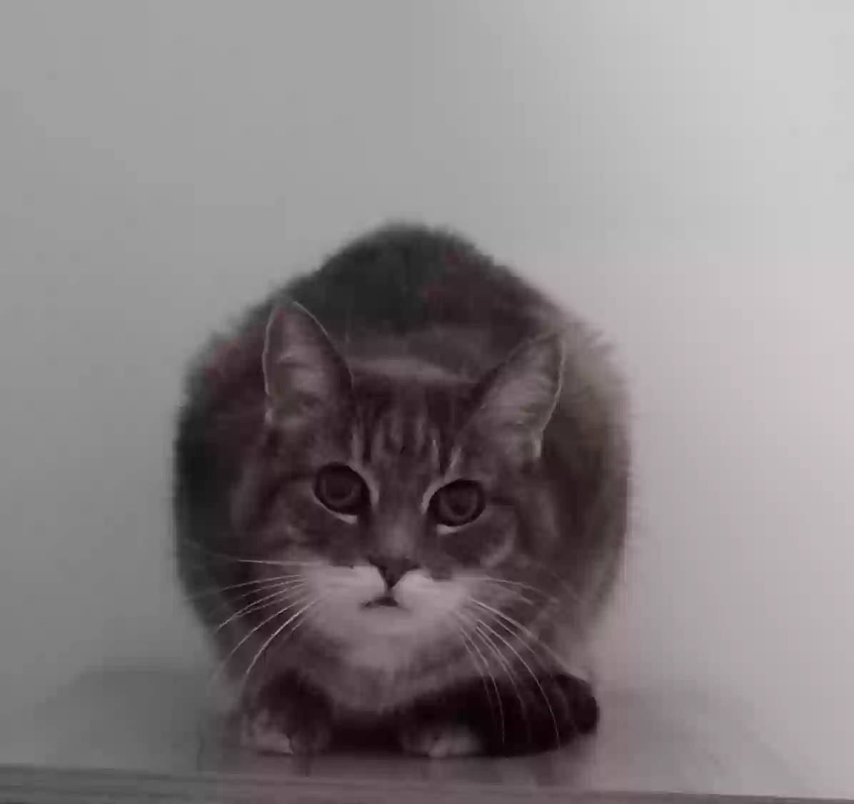 Lost cat in San Tan Valley, AZ, 85143