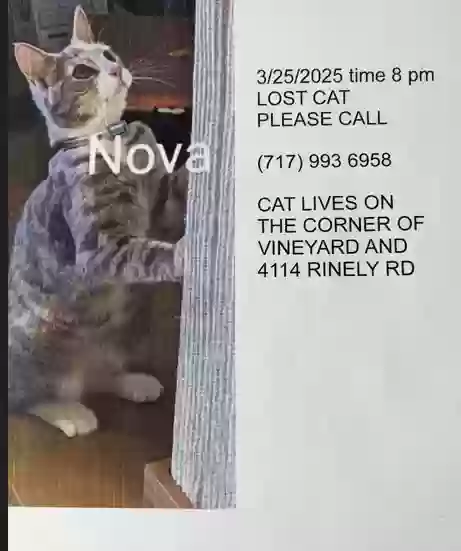 Lost cat in Stewartstown, PA, 17363