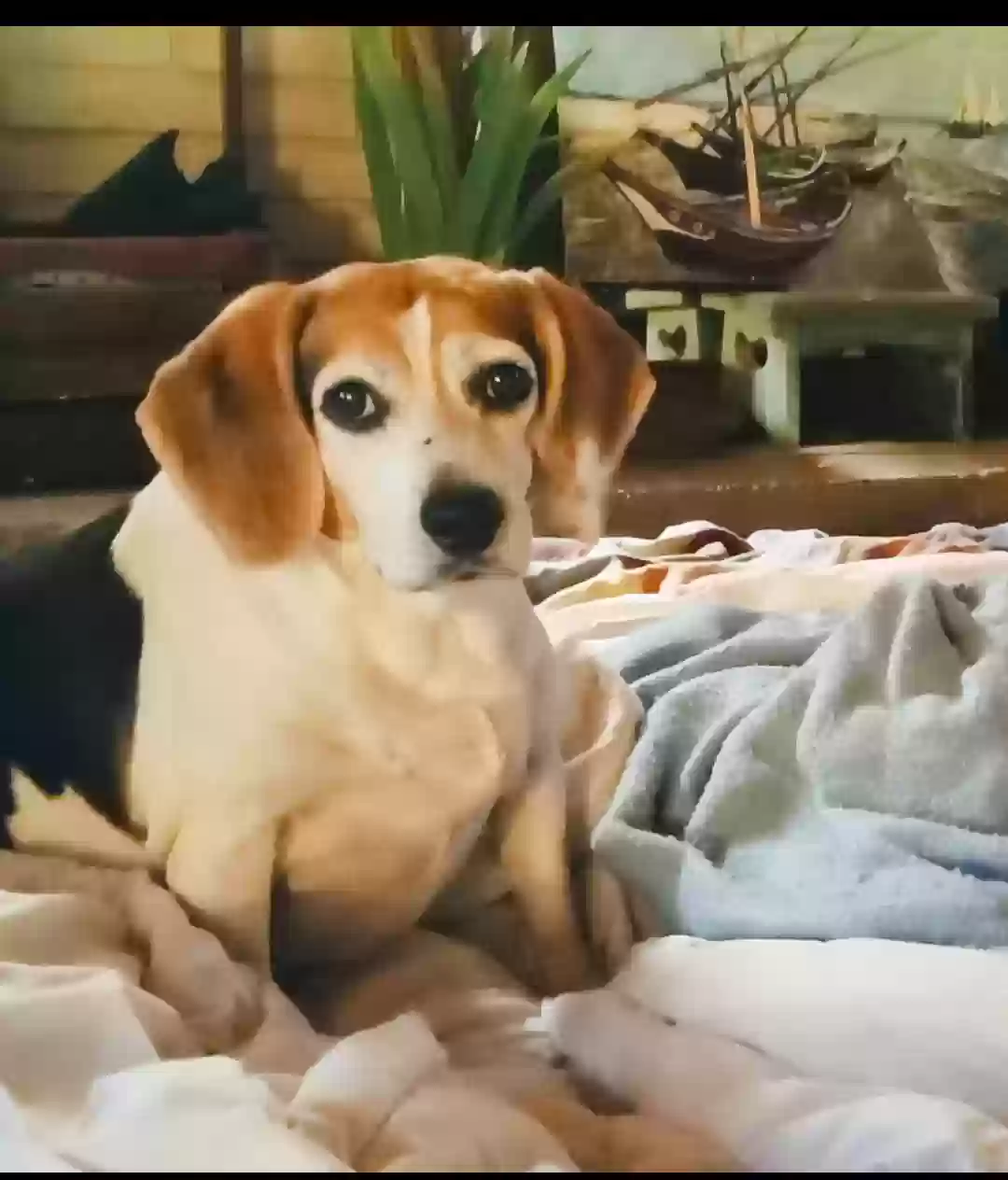 Lost dog in Valley Springs, CA, 95252