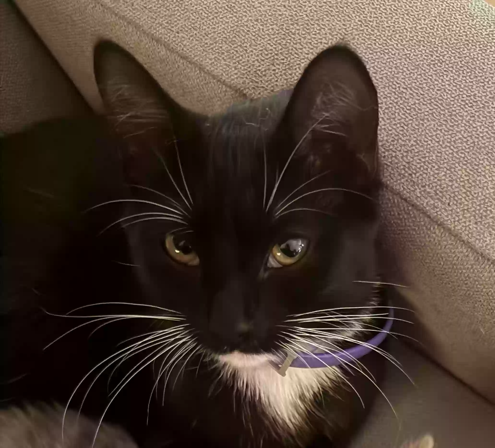 Lost cat in Greenville, SC, 29607