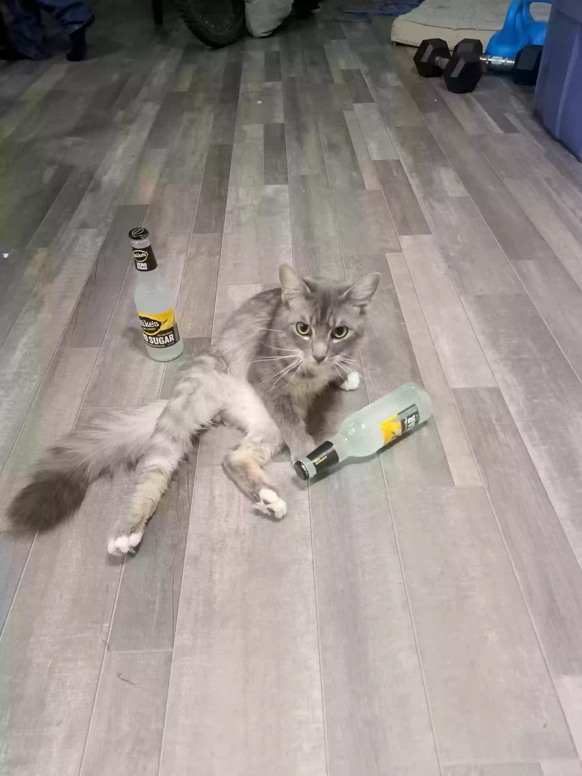 Lost cat in Everett, WA, 98204