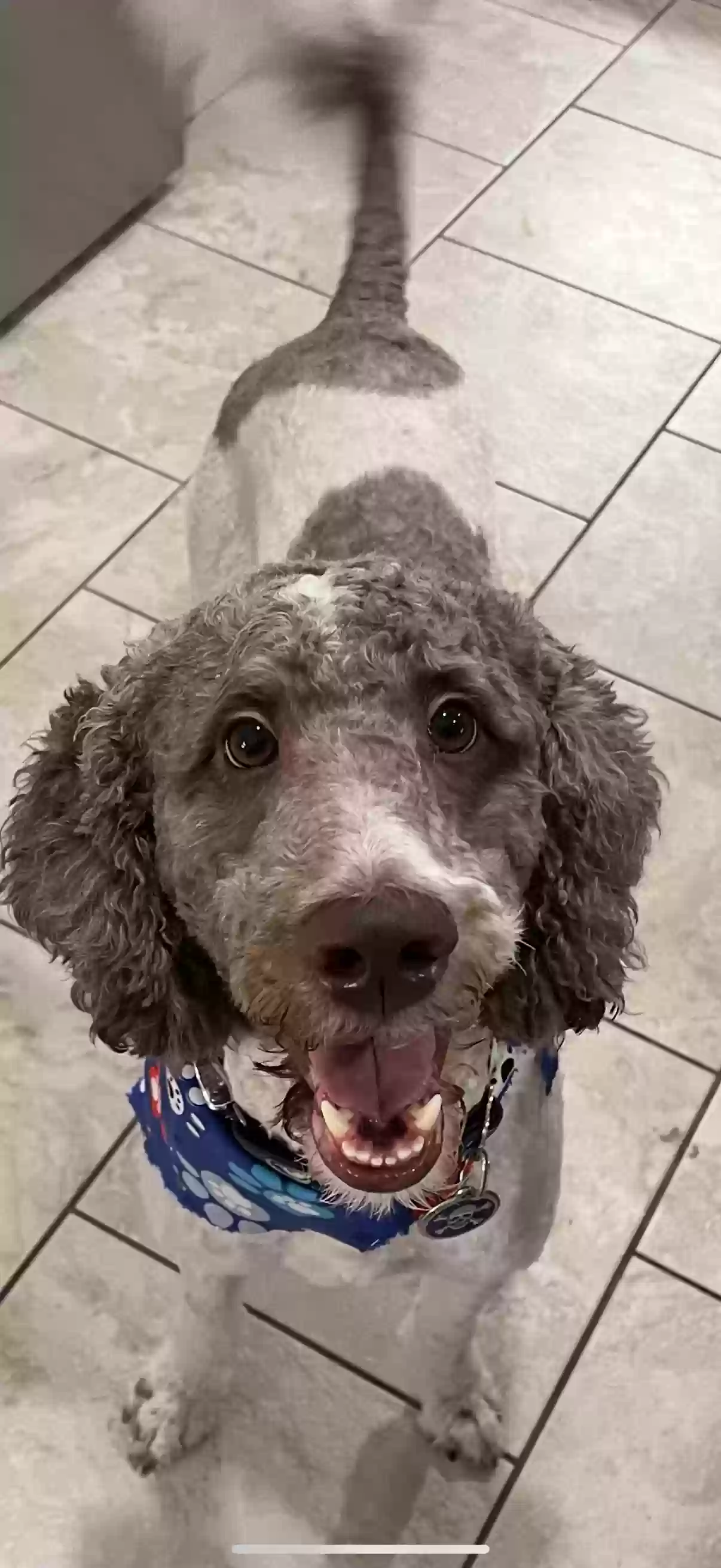 Lost dog in Hutto, TX, 78634