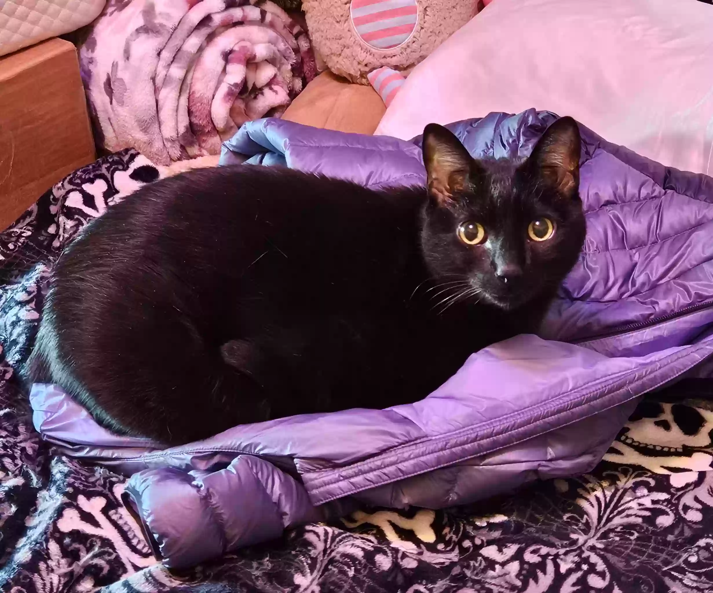 Lost cat in Vancouver, WA, 98661