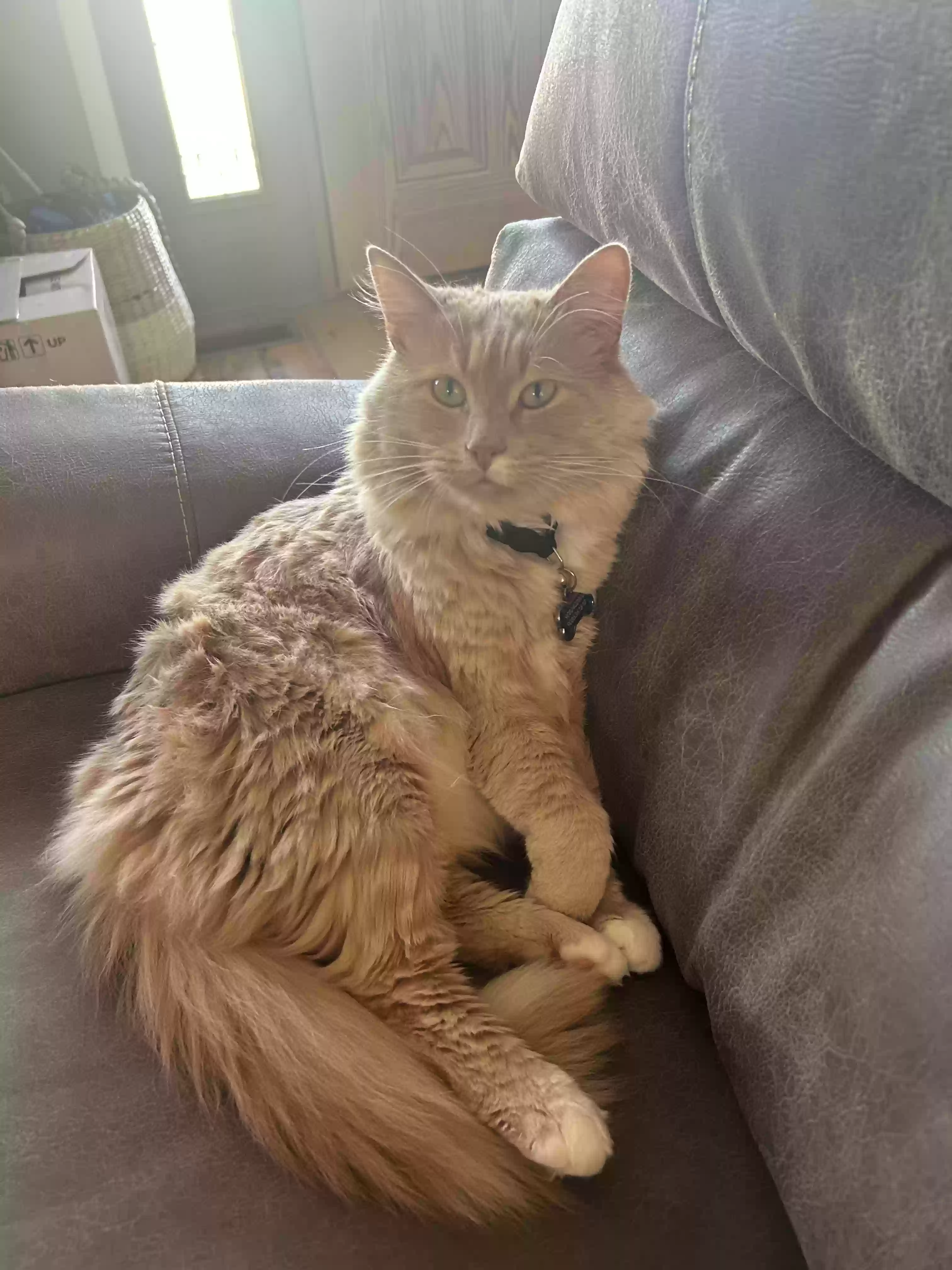 Lost cat in Glendora, NJ, 8029