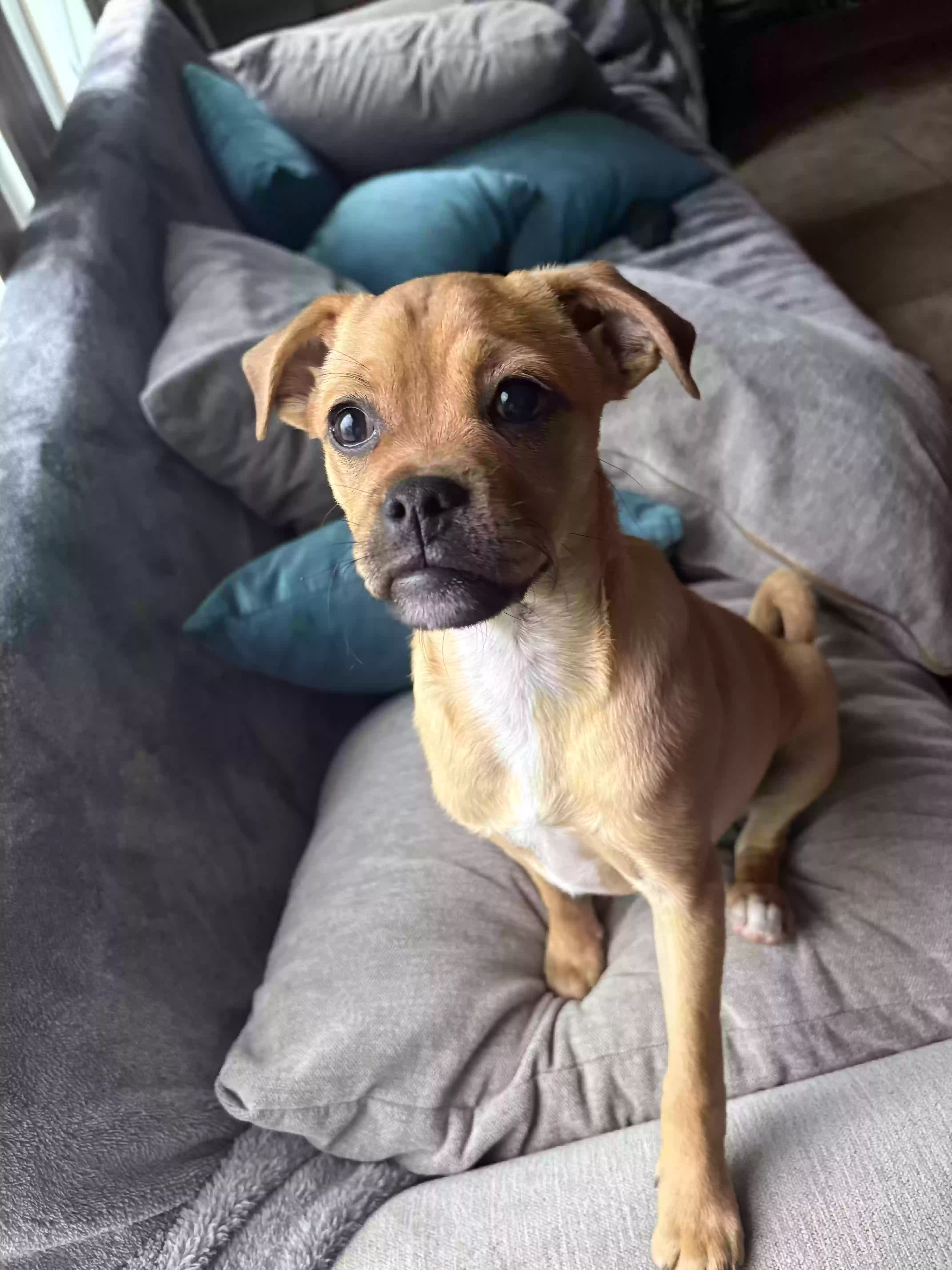 Lost dog in Victorville, CA, 92395