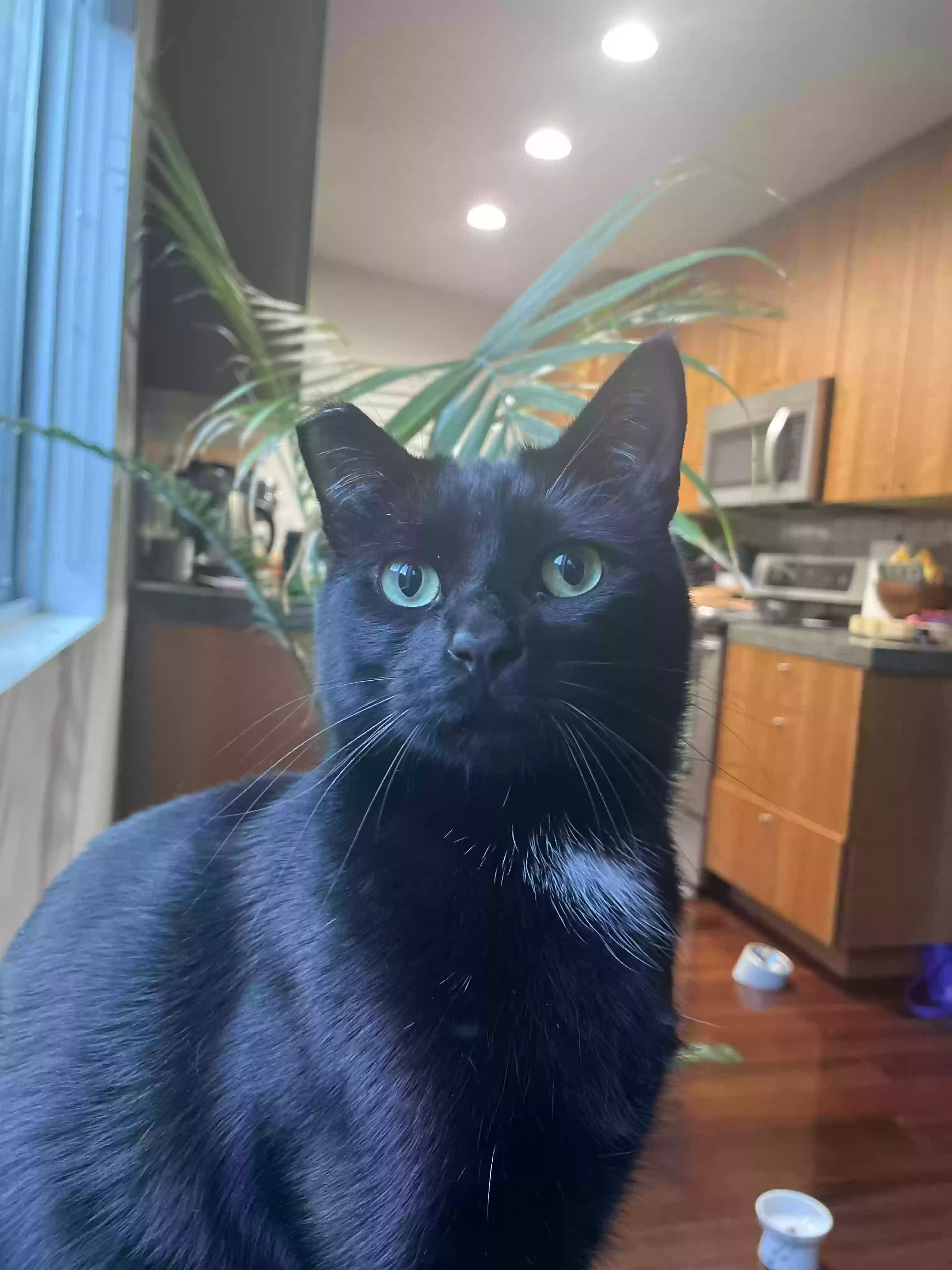 Lost cat in Los Angeles, CA, 90024