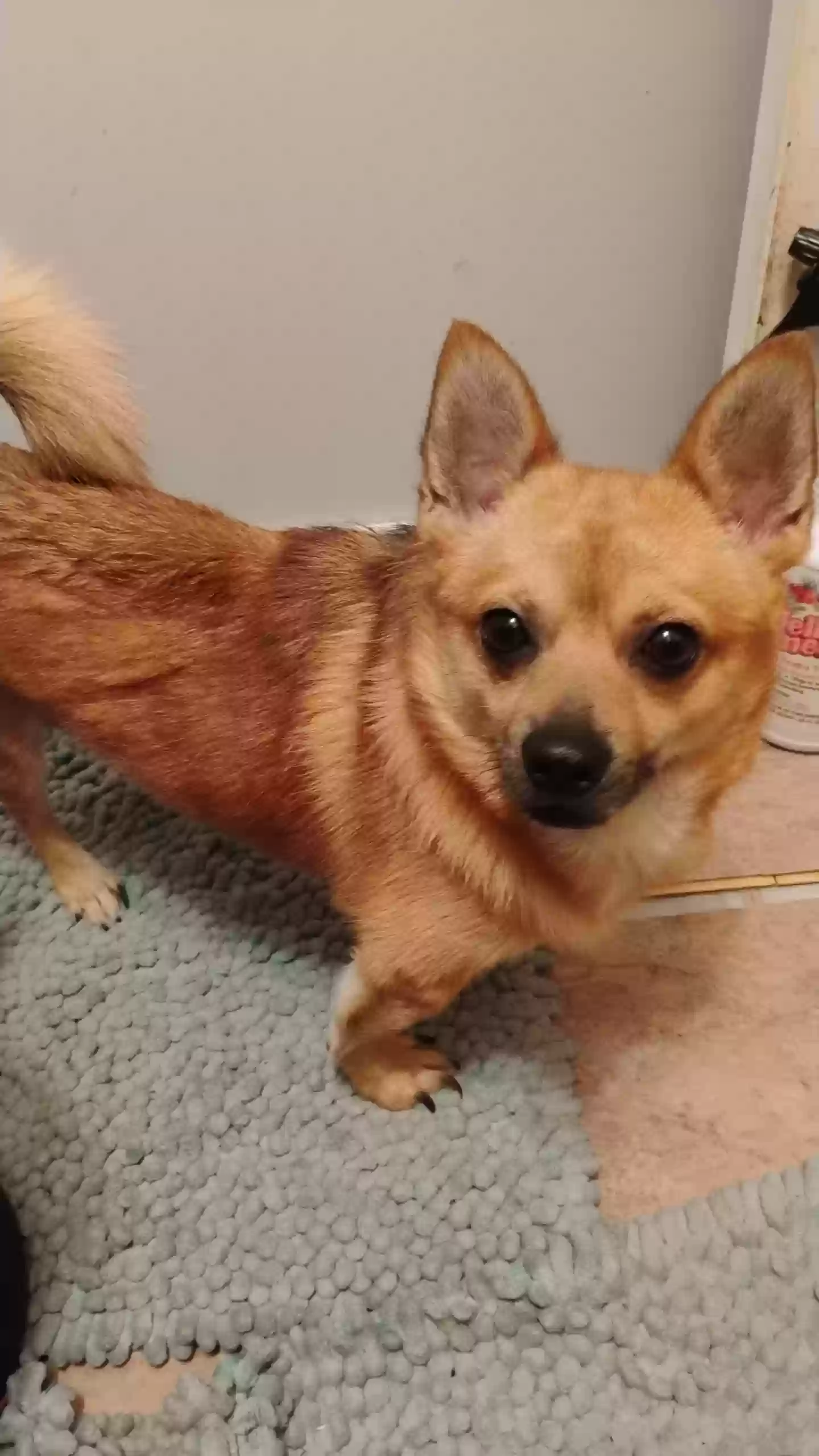 Lost dog in Opelika, AL, 36804
