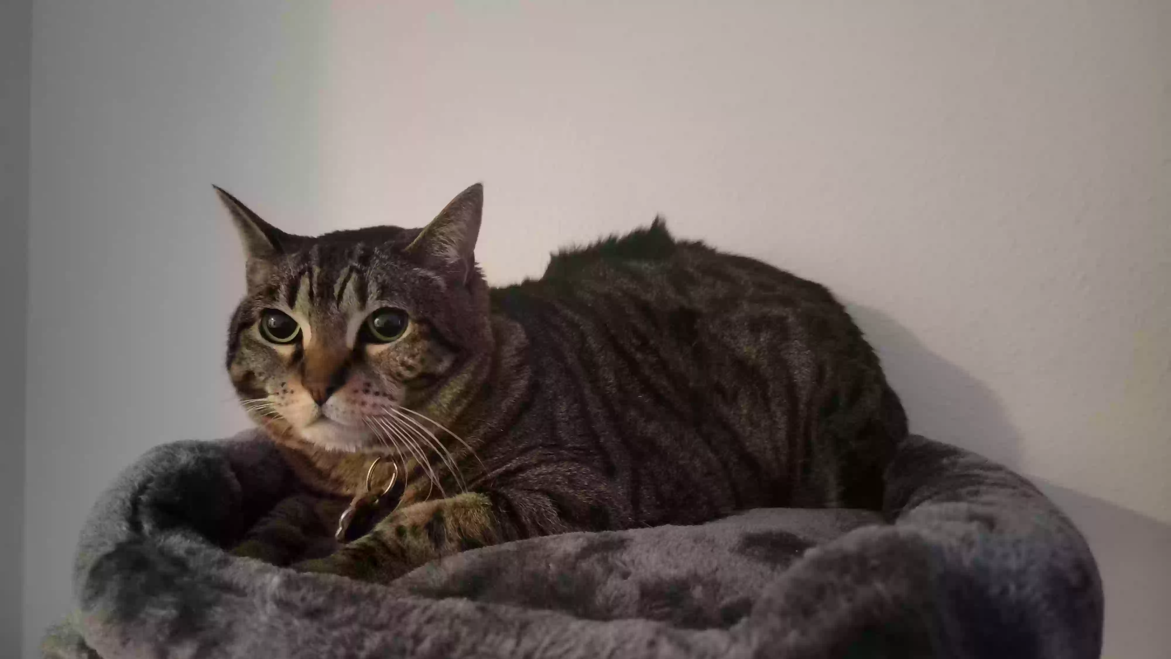 Lost cat in Seattle, WA, 98178