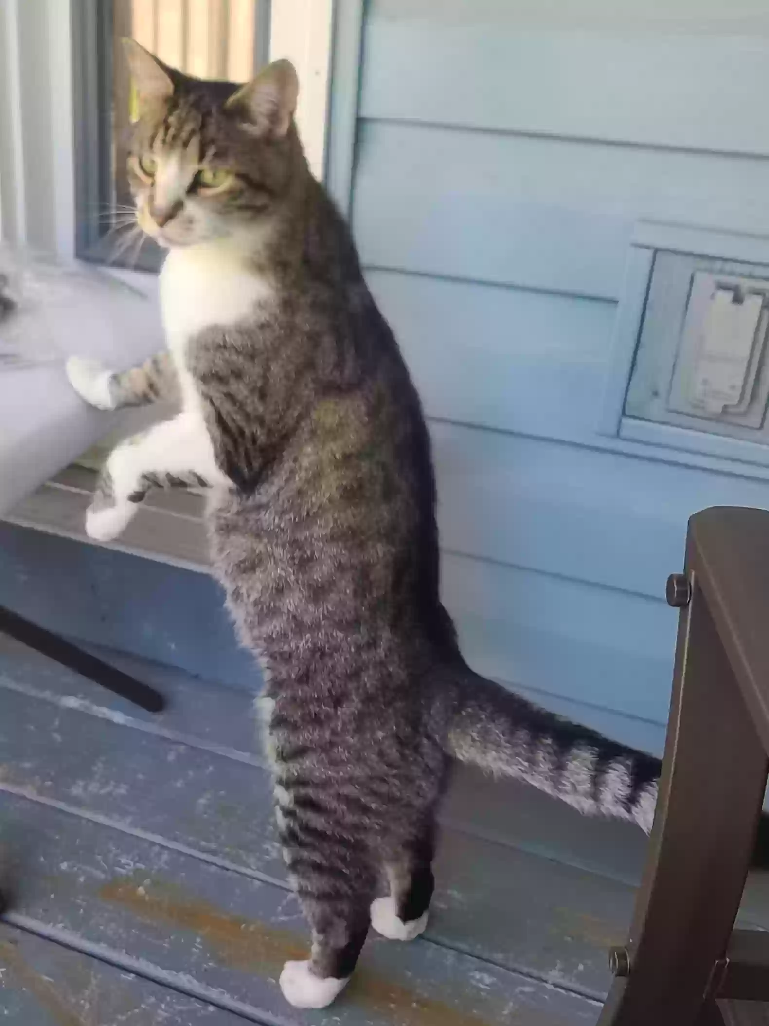 Lost cat in Cortland, NY, 13045
