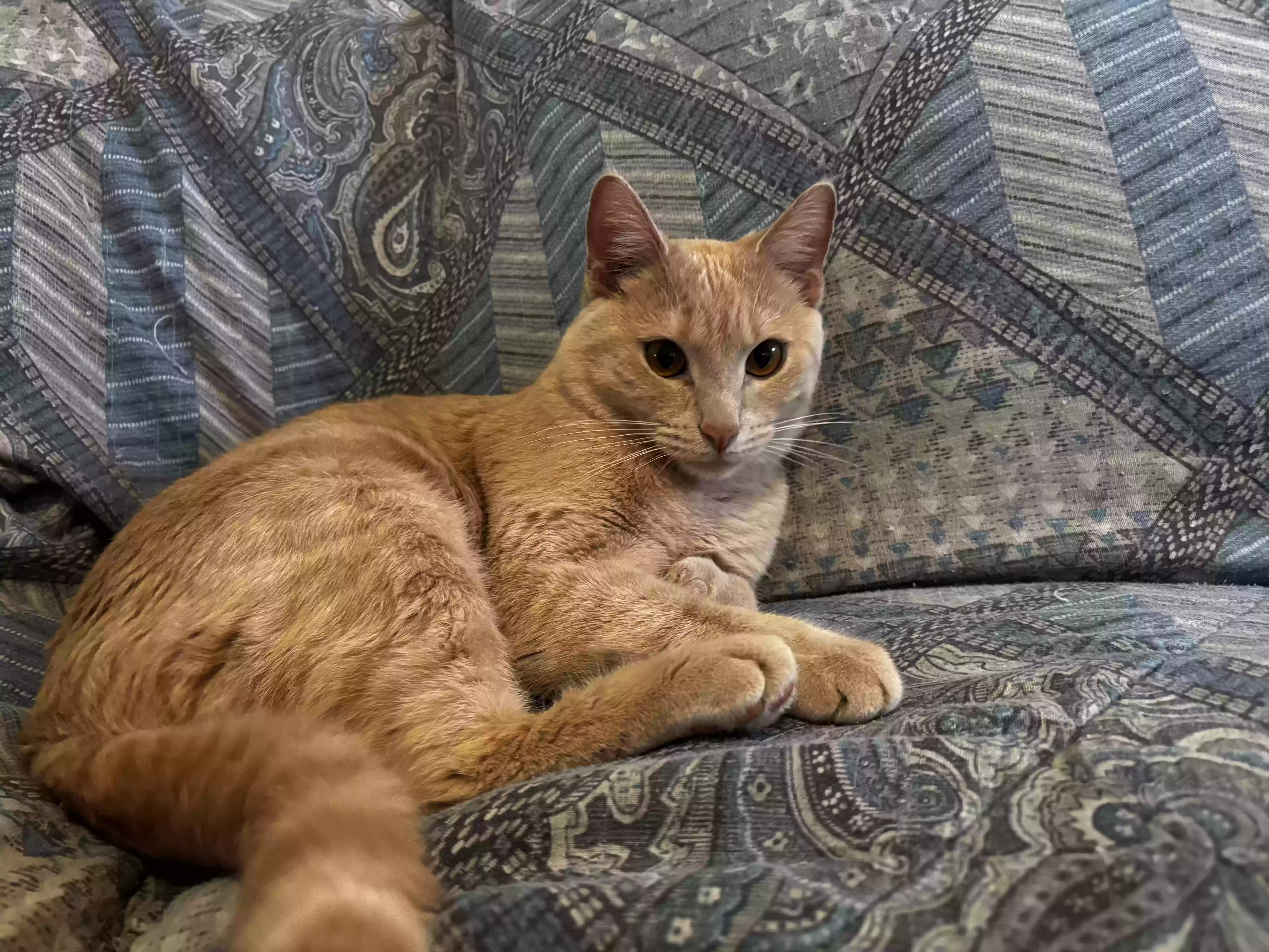 Lost cat in Lawrenceville, GA, 30046