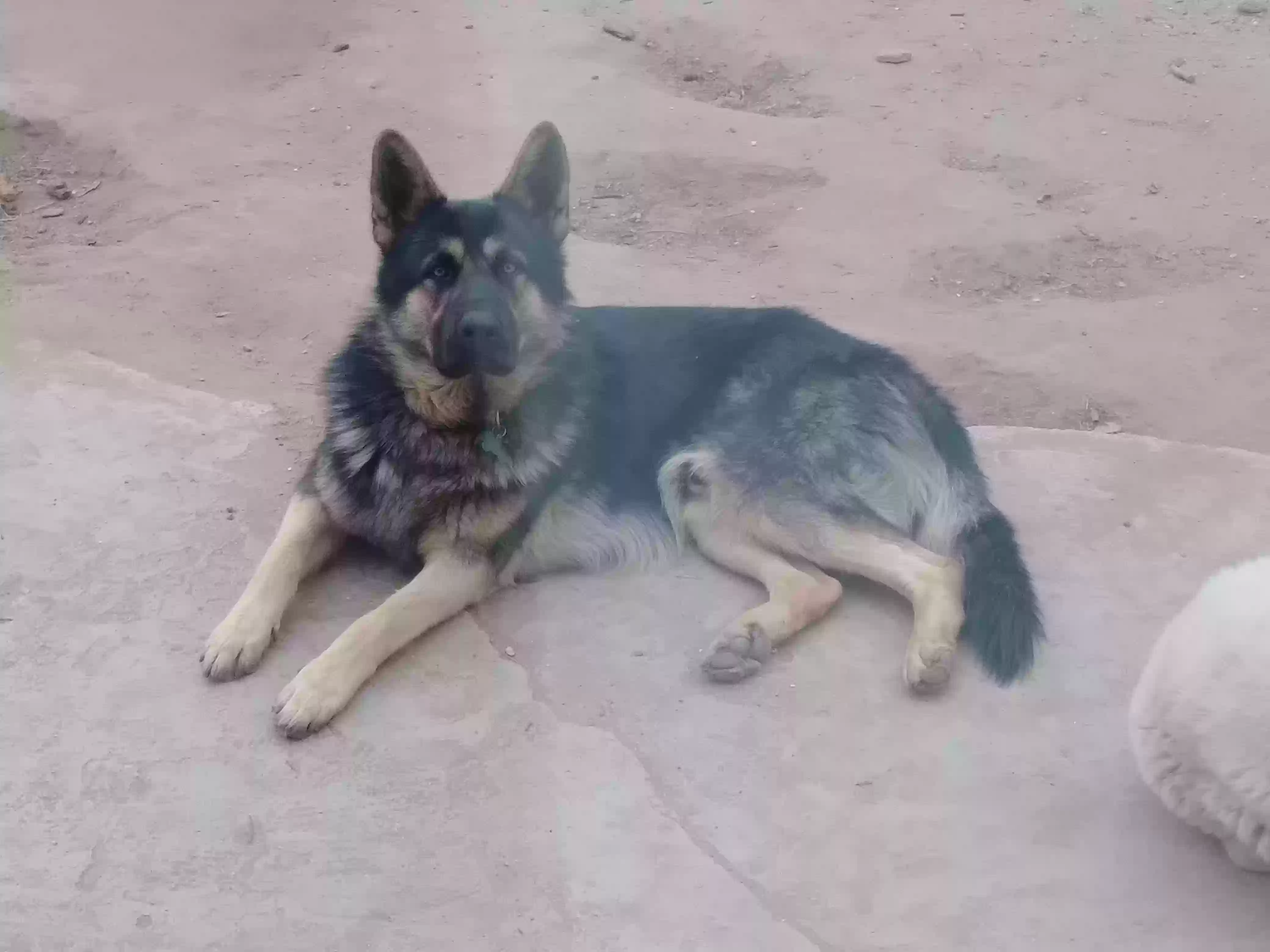 Lost dog in Lancaster, CA, 93534
