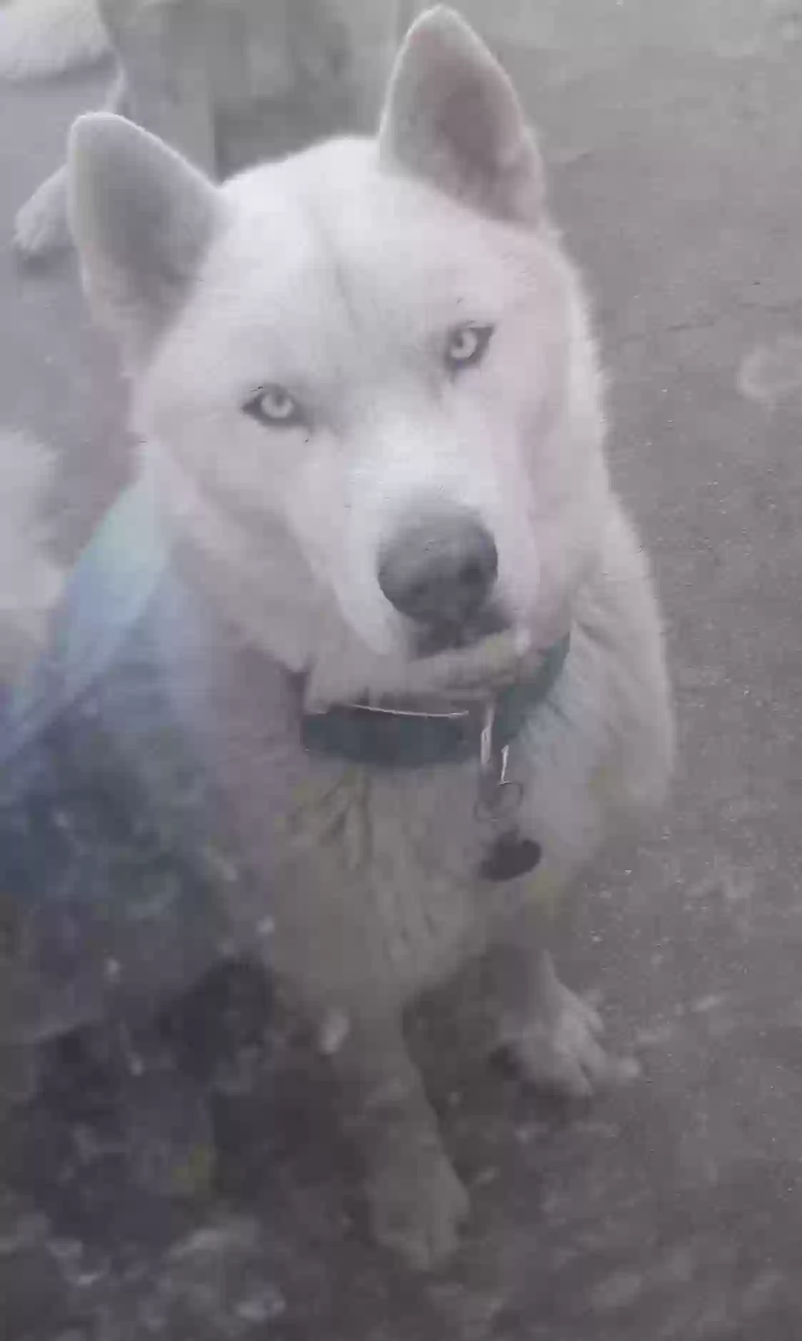 Lost dog in Lancaster, CA, 93534