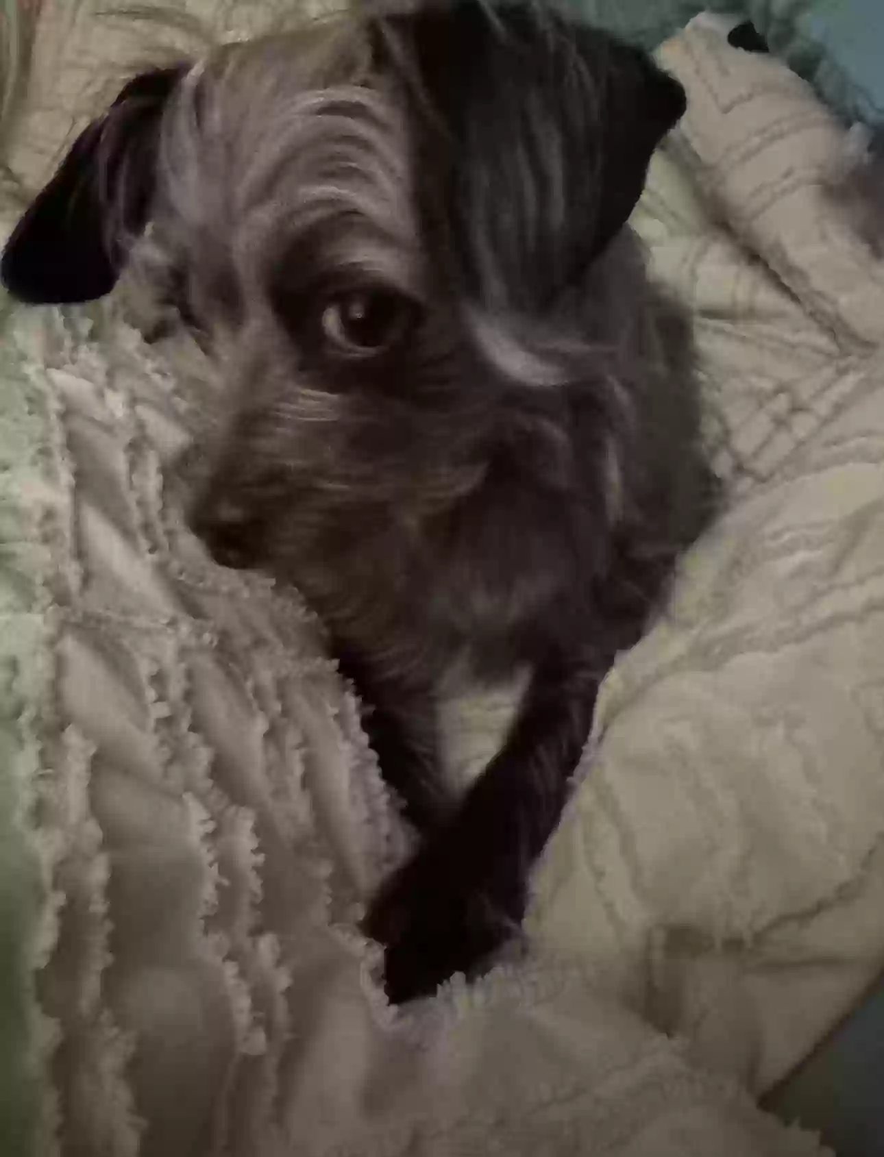 Lost dog in Festus, MO, 63028