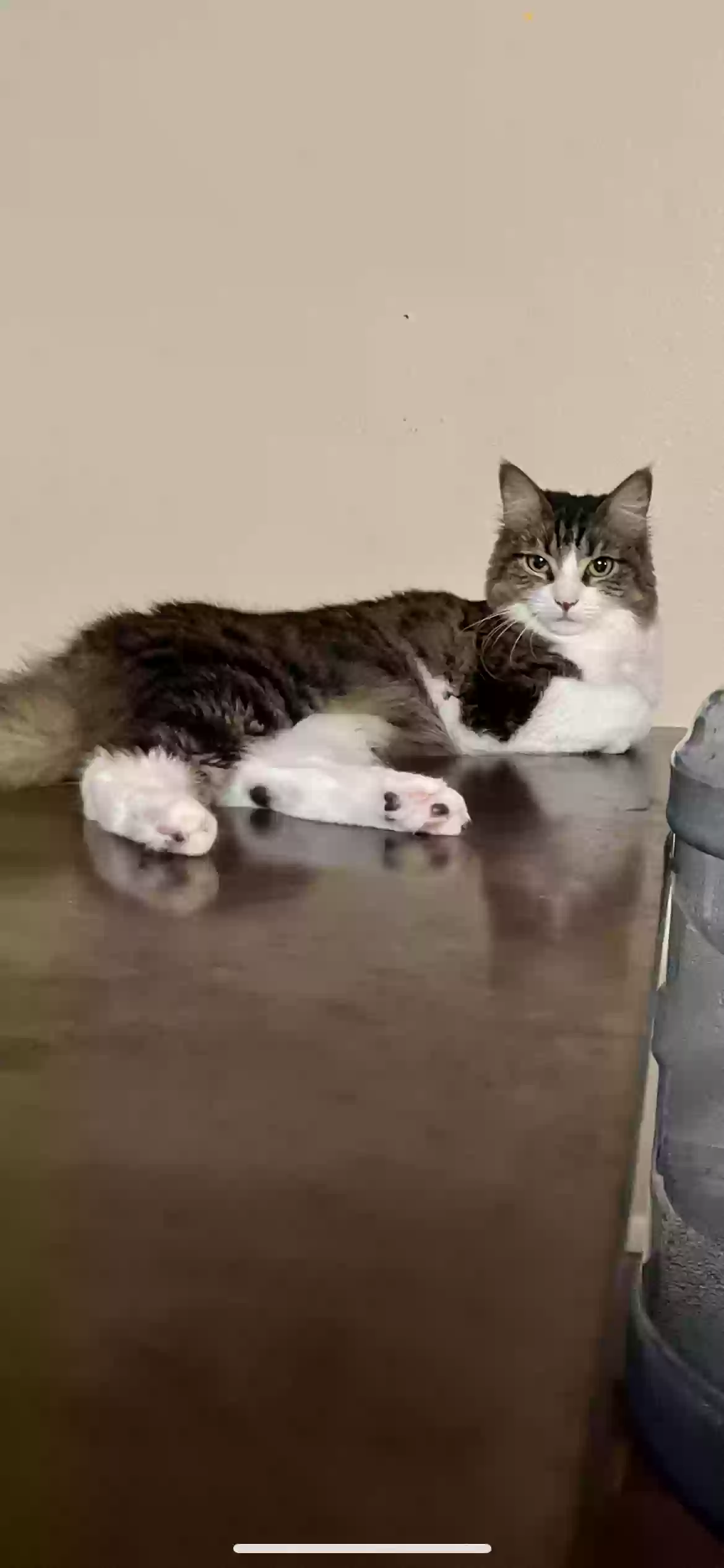 Lost cat in Chandler, AZ, 85225