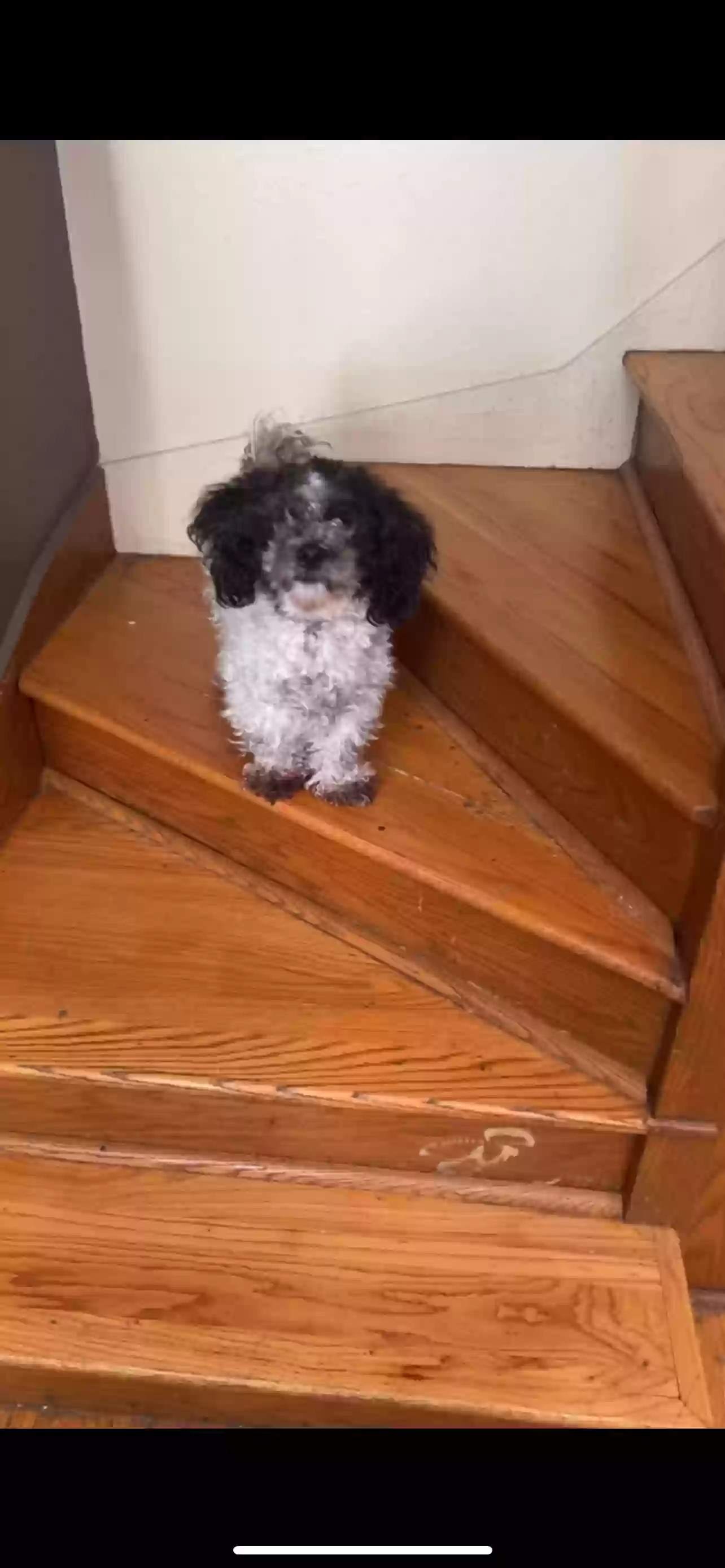 Lost dog in Milwaukee, WI, 53218