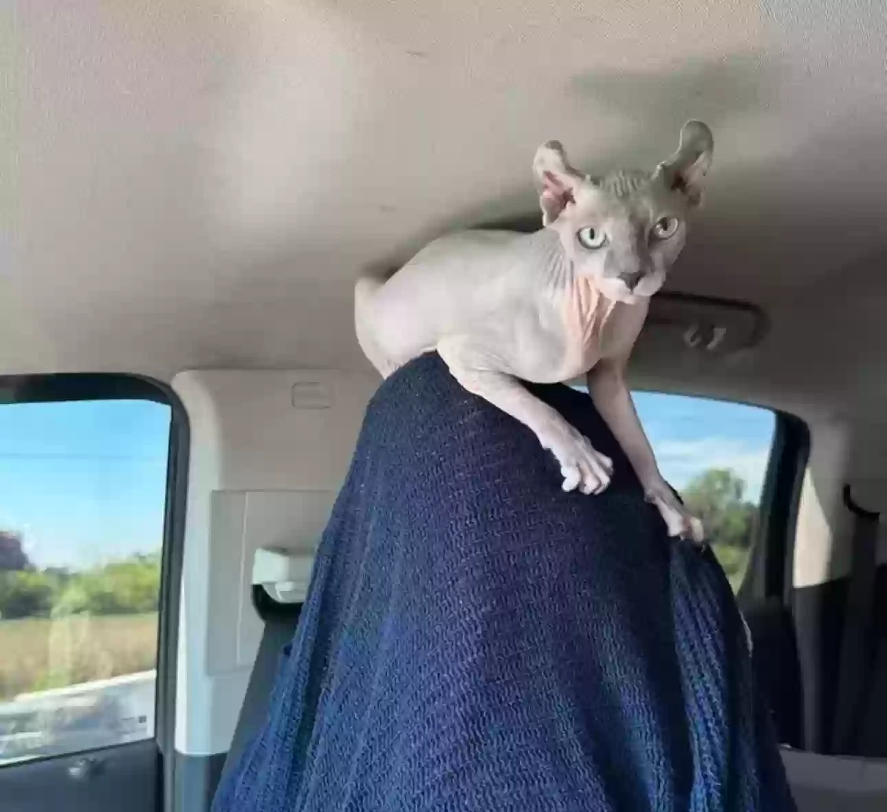 Lost cat in Pompano Beach, FL, 33071