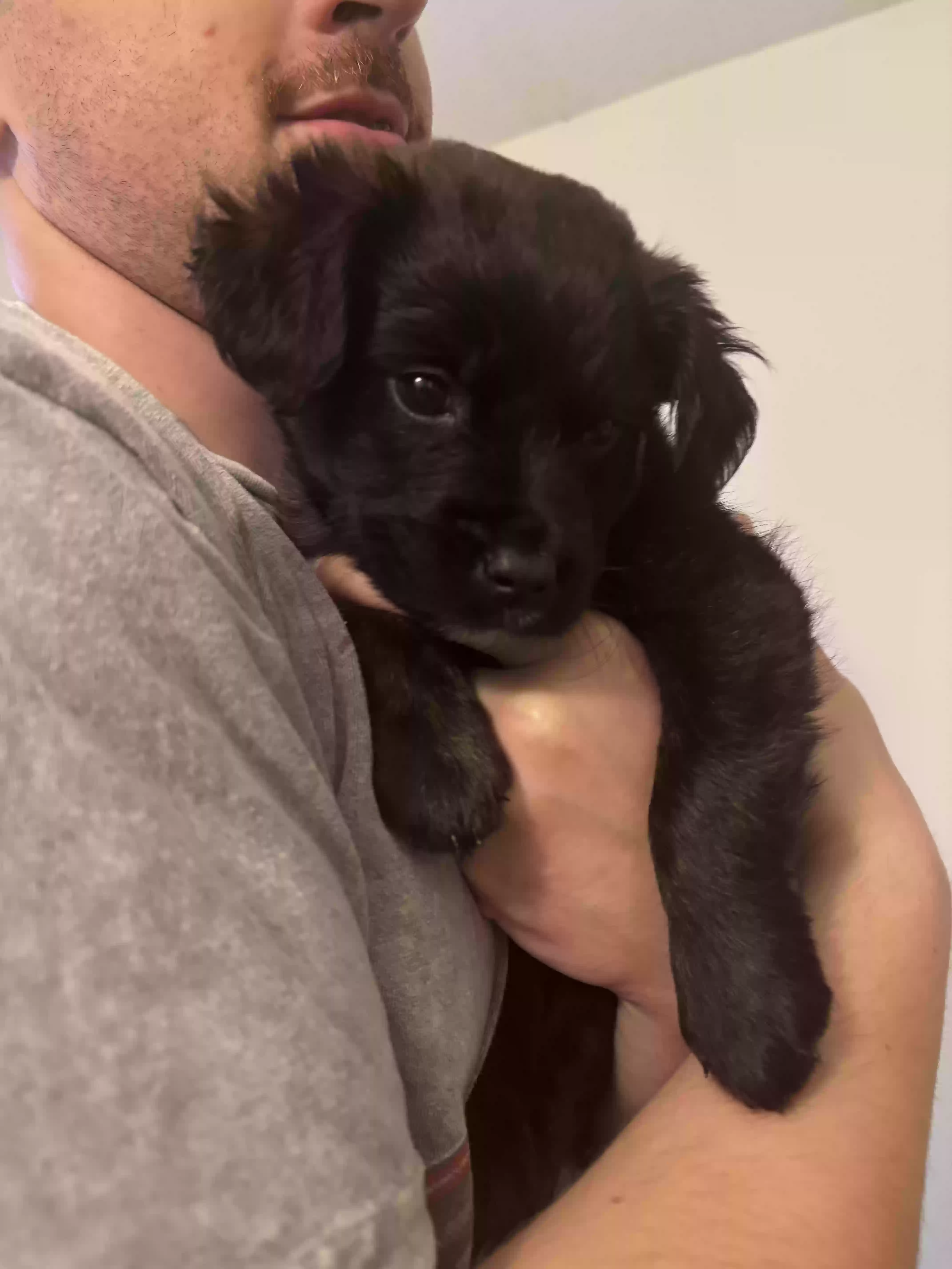 Found dog in Statesboro, GA, 30458