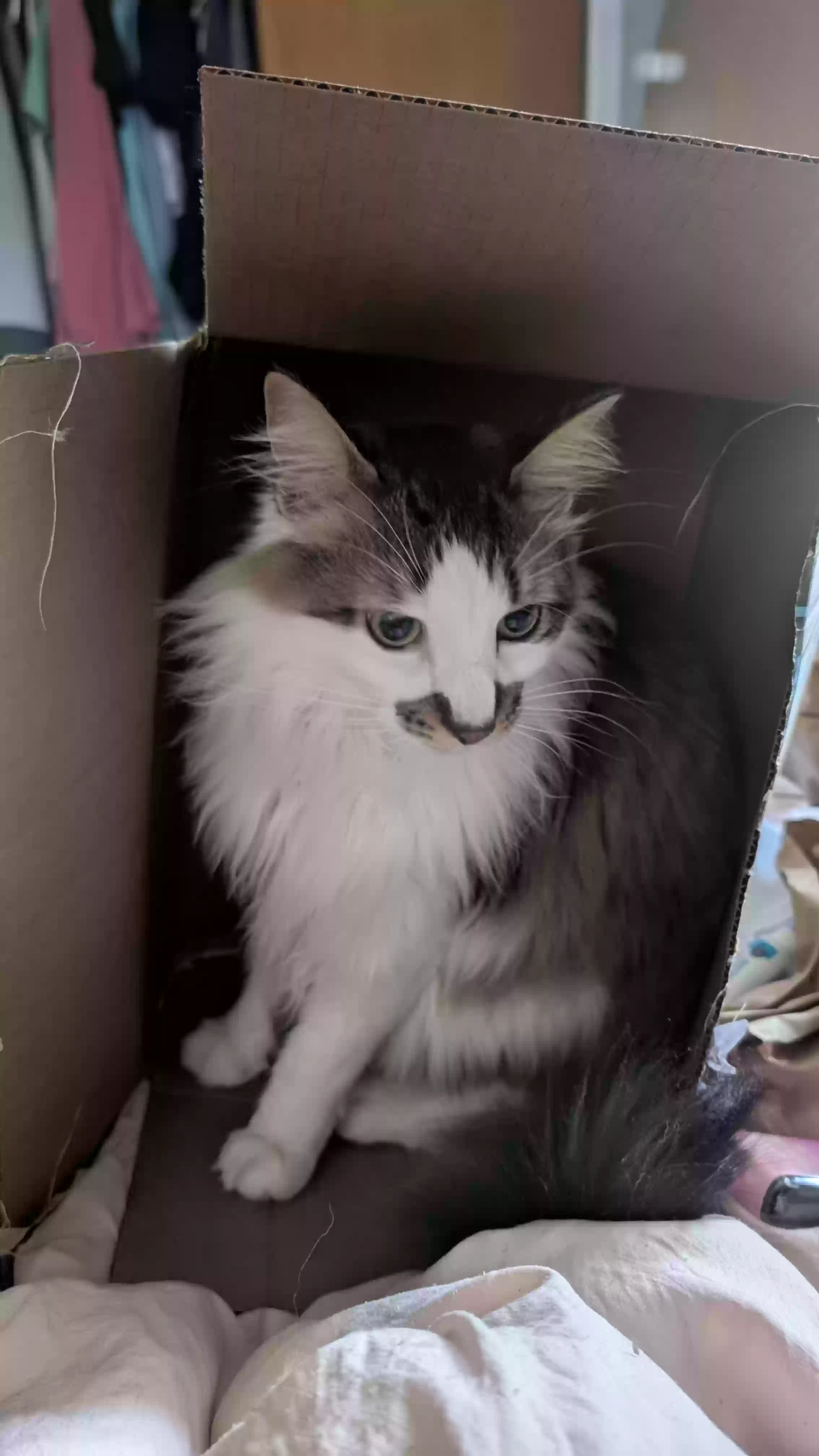 Lost cat in Leeds, AL, 35094