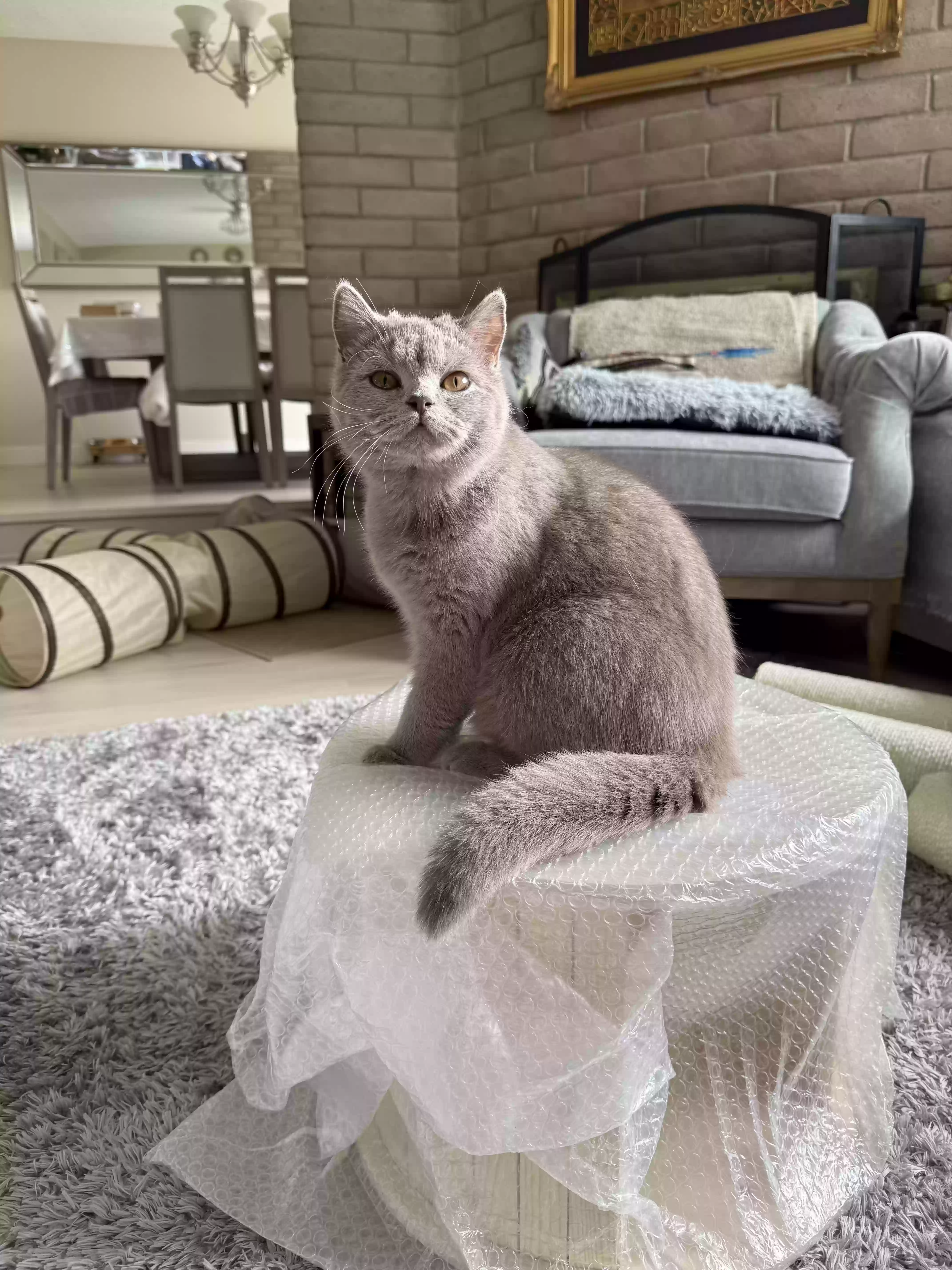 Lost cat in Marina, CA, 93933