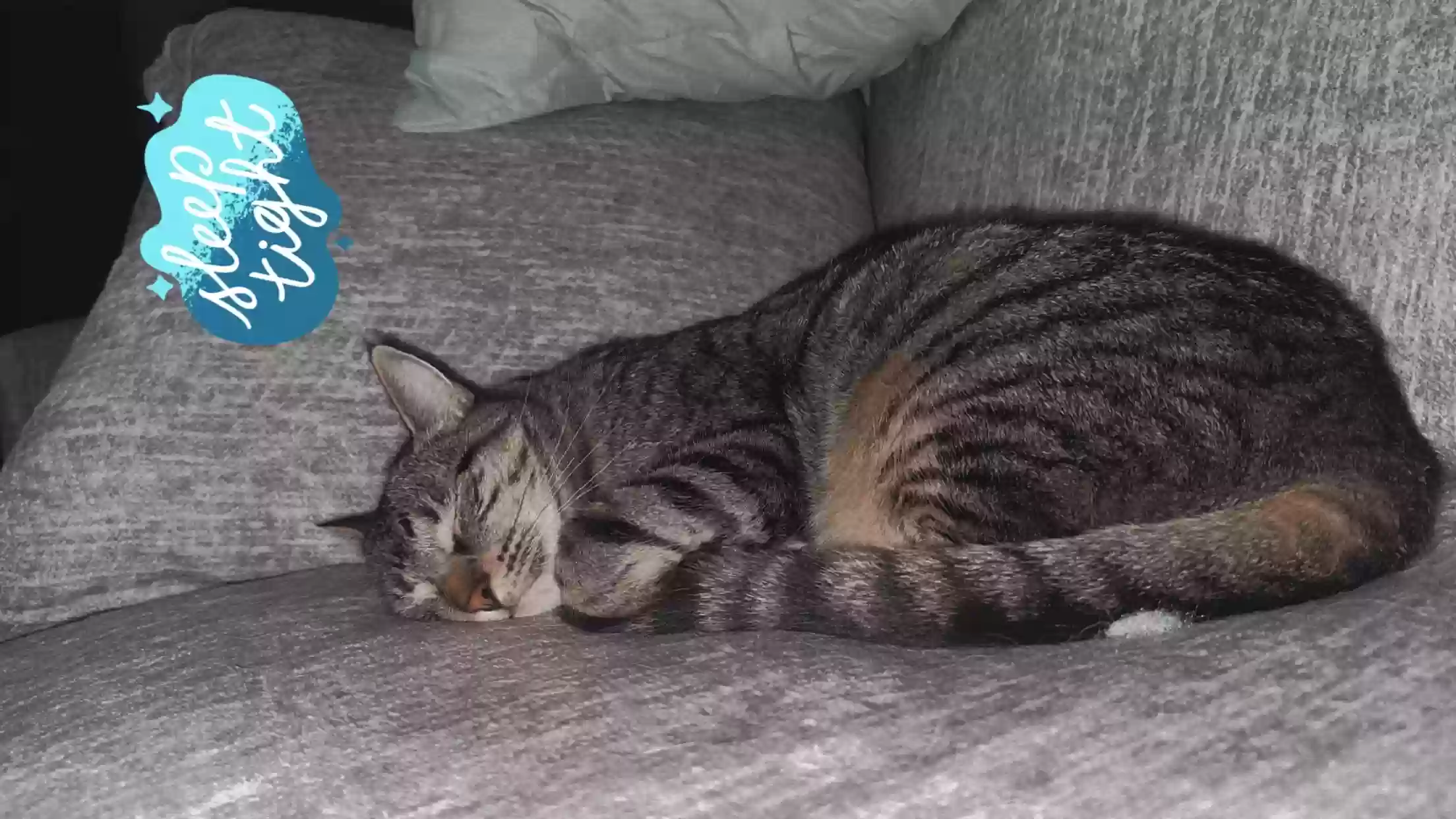 Lost cat in New Orleans, LA, 70122