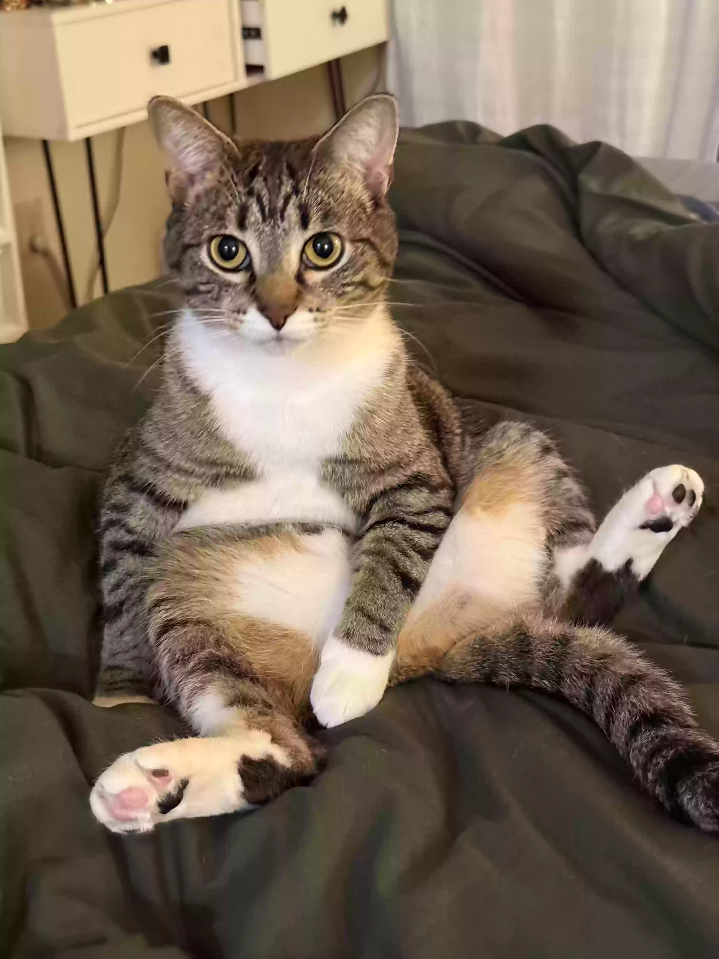 Lost cat in Pleasant Hill, CA, 94523