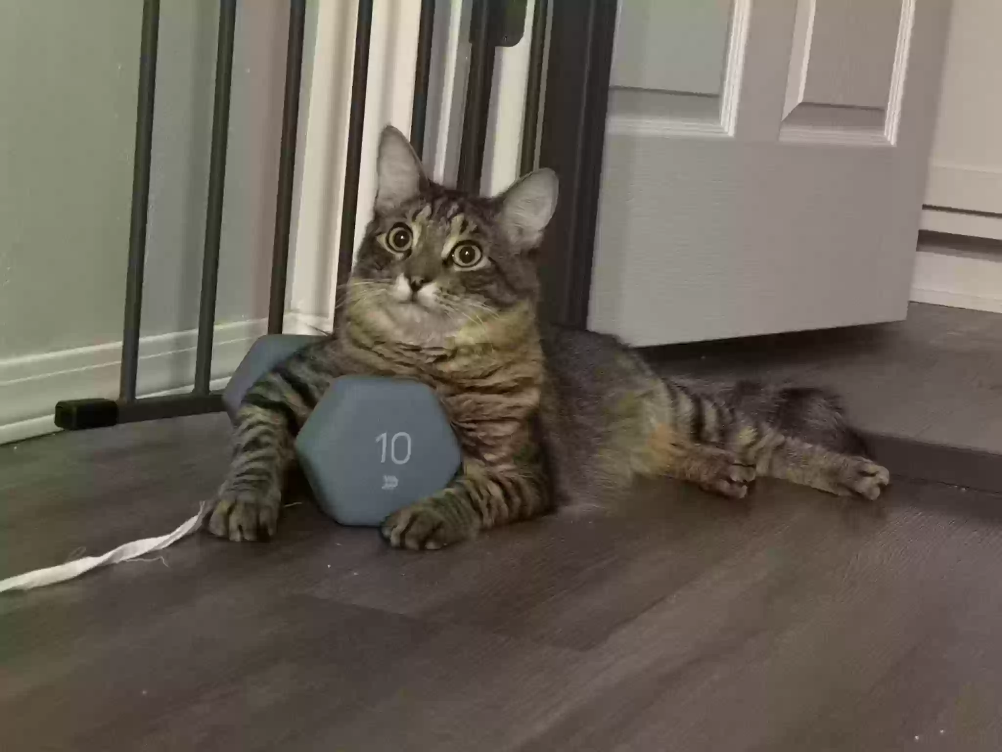 Lost cat in Oshkosh, WI, 54902