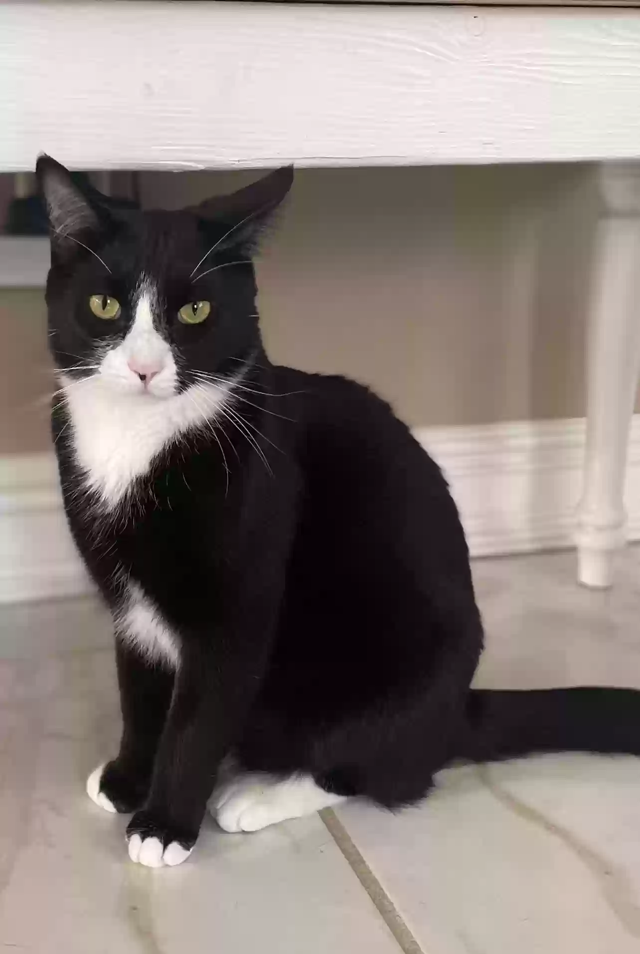 Lost cat in Hixson, TN, 37343