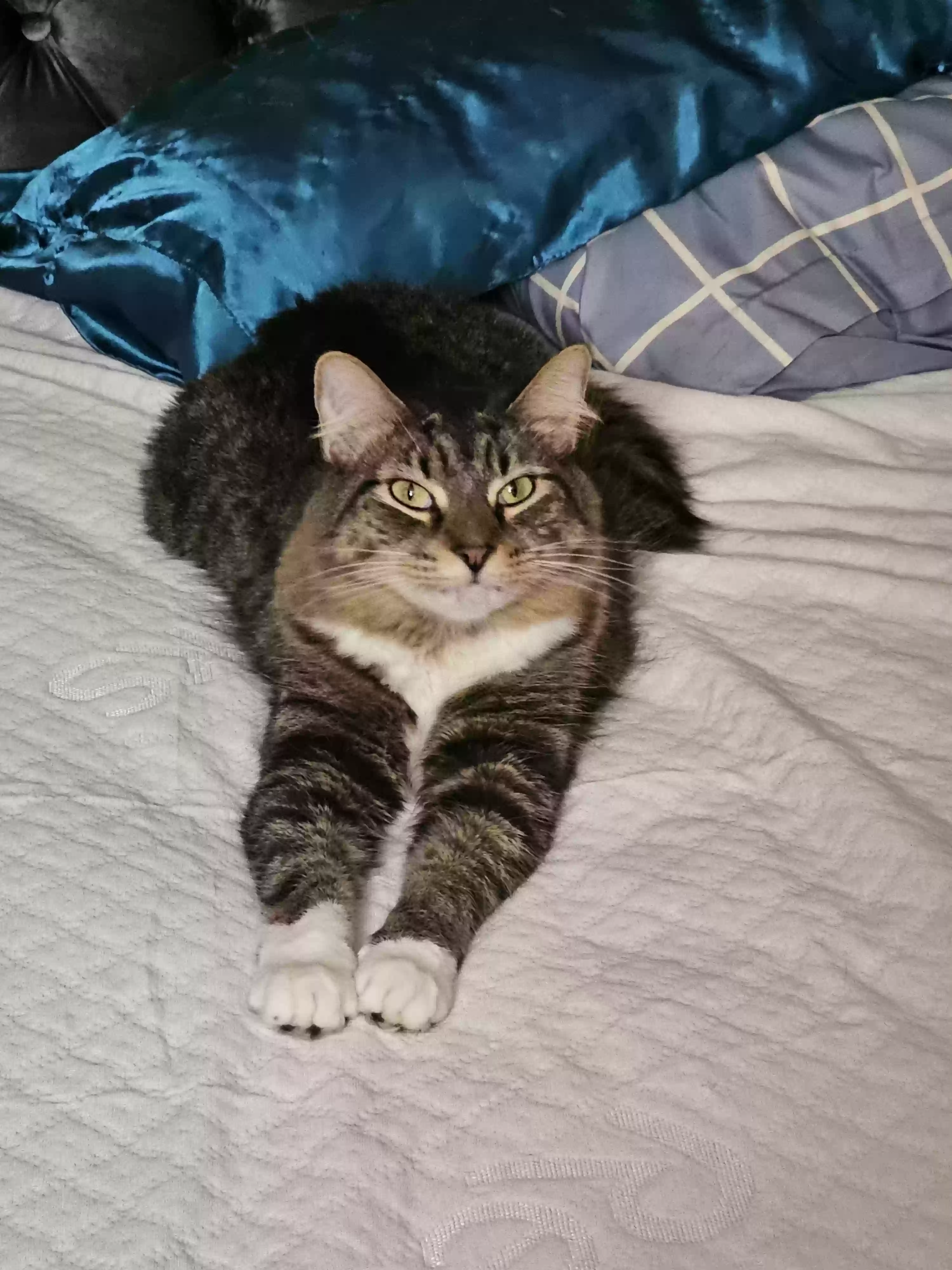 Lost cat in Odenton, MD, 21113
