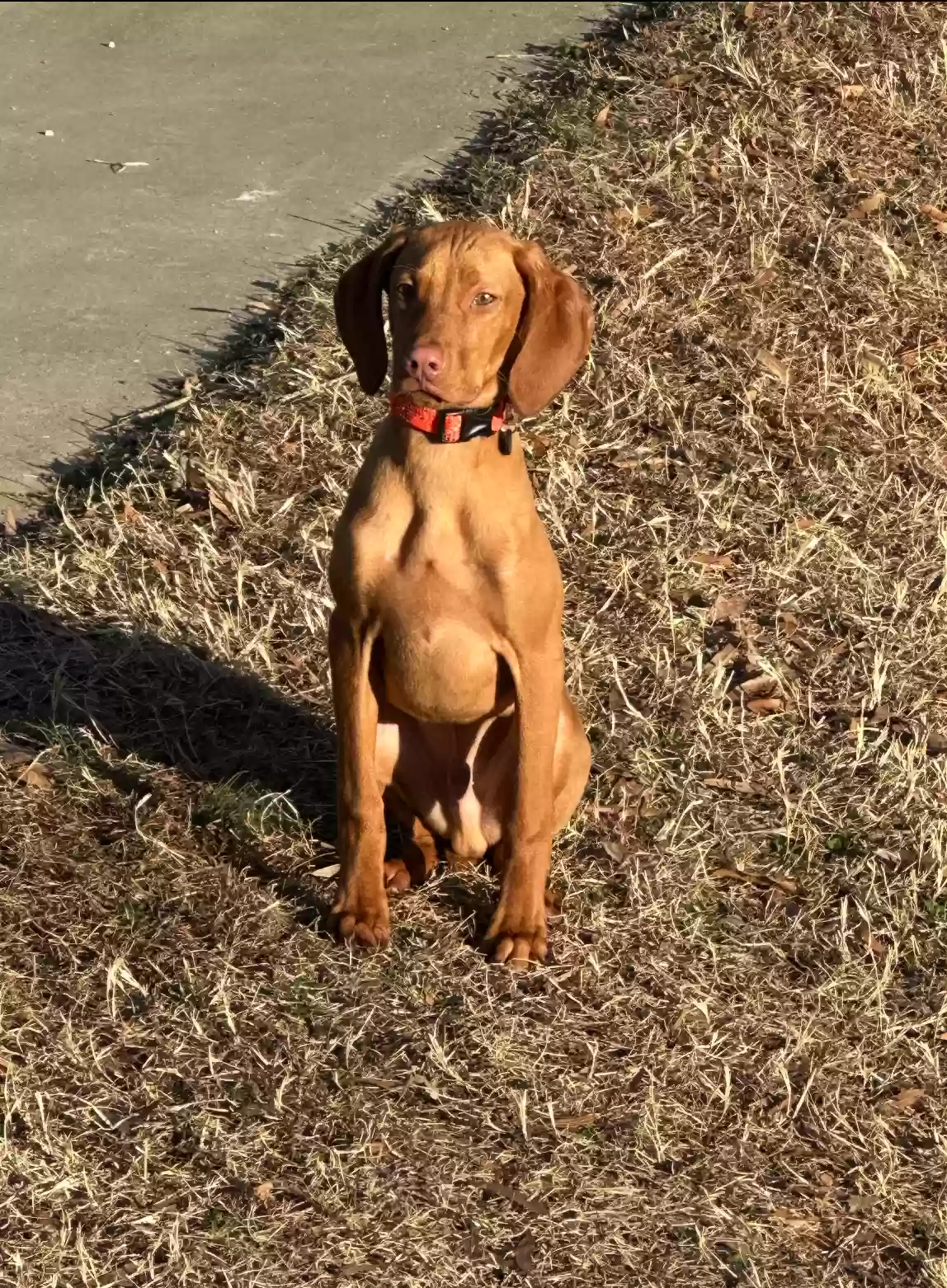 Lost dog in Oxford, NC, 27565