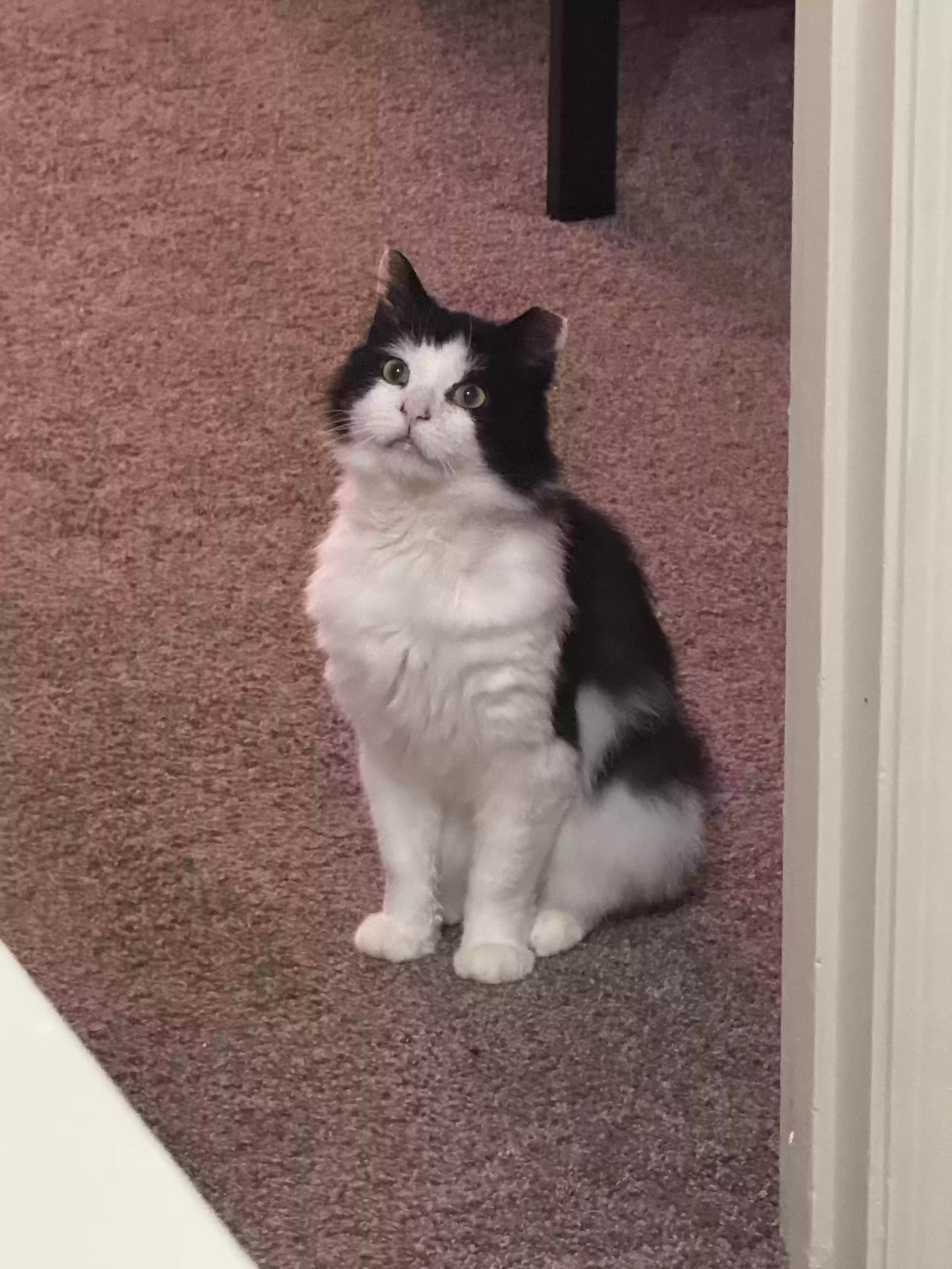 Lost cat in Jacksonville, FL, 32225
