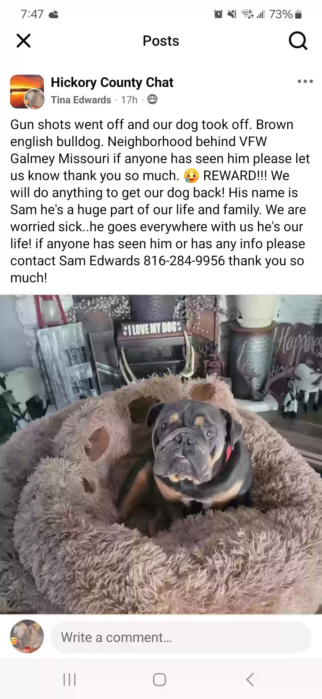 Lost dog in Wheatland, MO, 65779