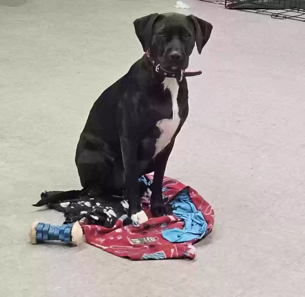 Lost dog in Casselberry, FL, 32730